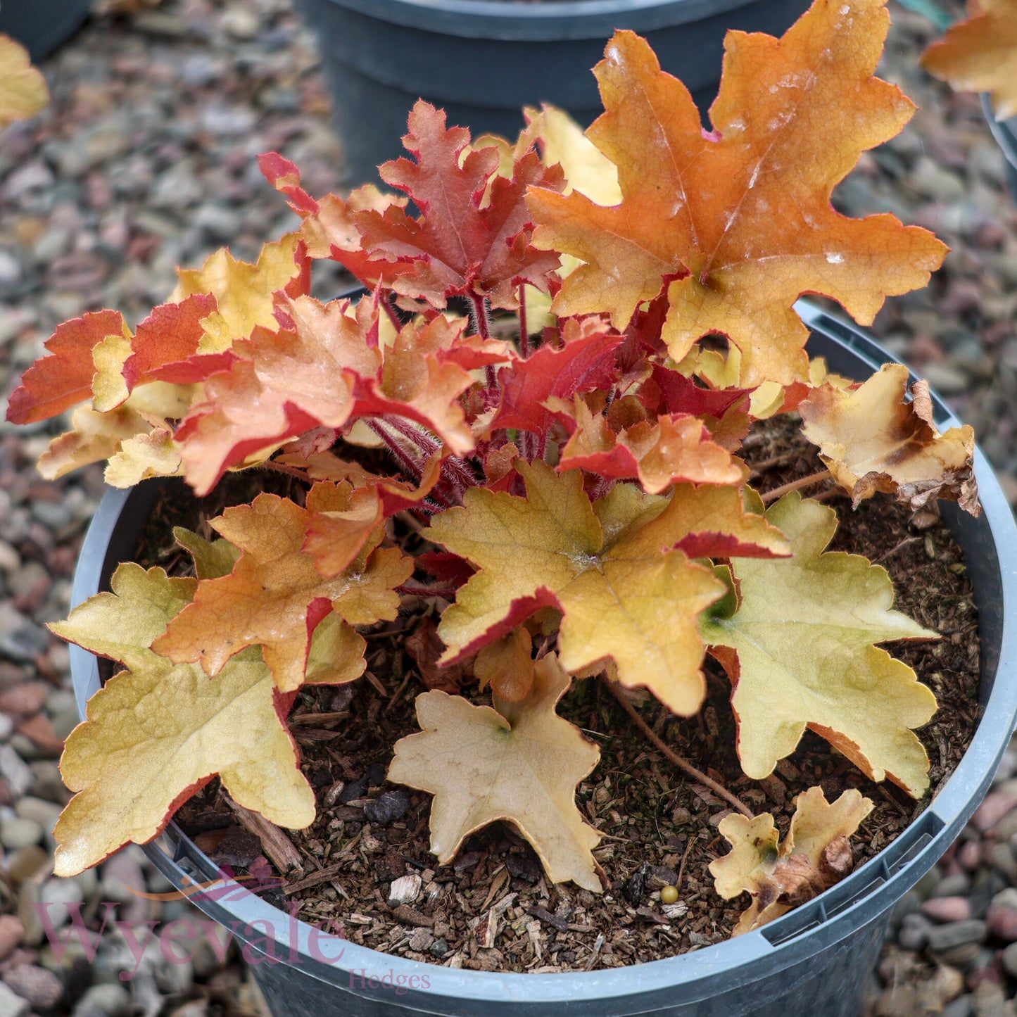 Heuchera (Coral bells) 'Marmalade'