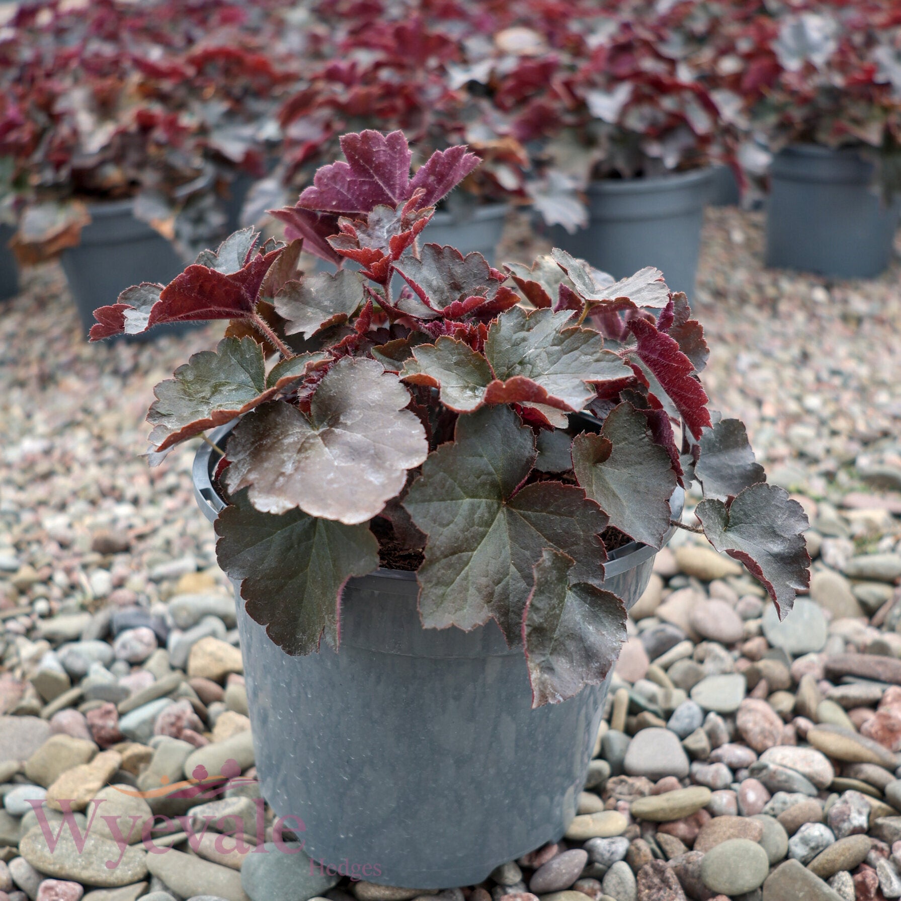 Heuchera micrantha (Coral Bells) 'Palace Purple'