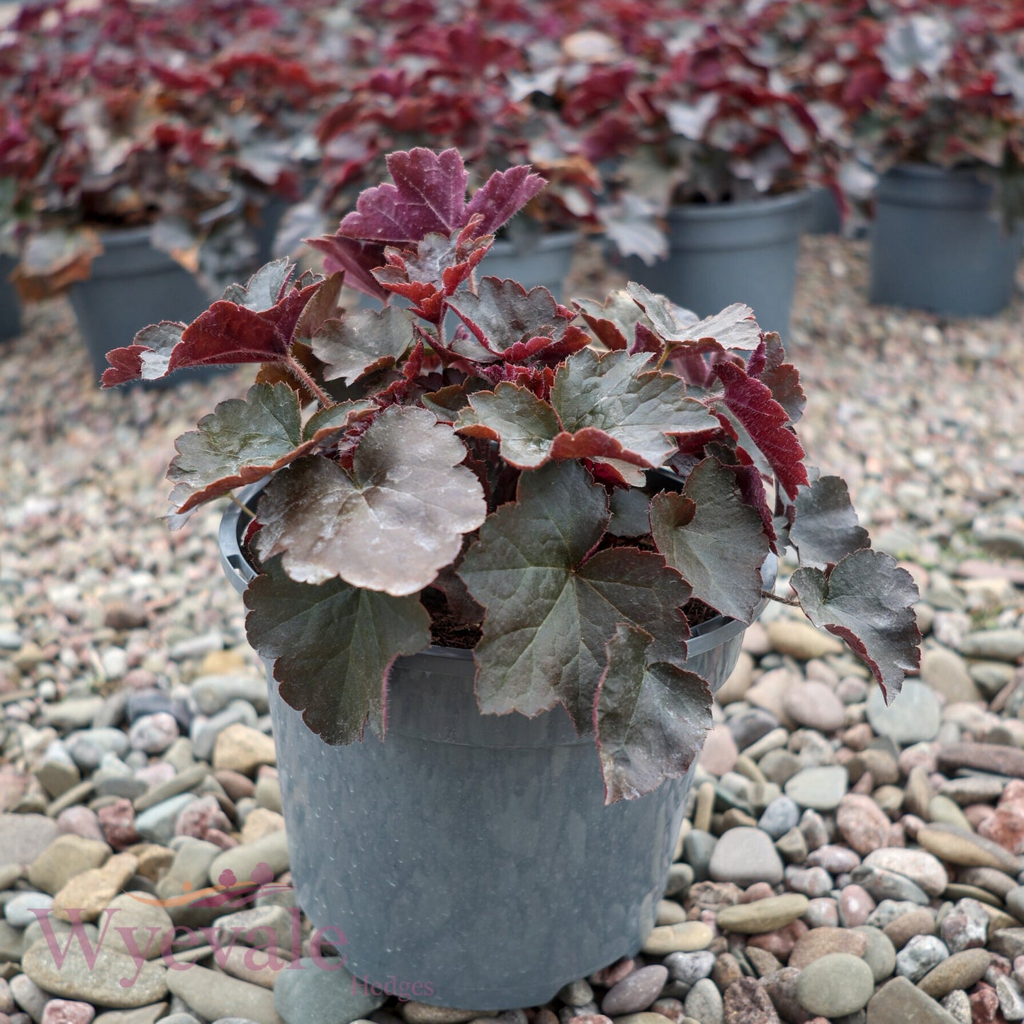 Heuchera micrantha (Coral Bells) 'Palace Purple'