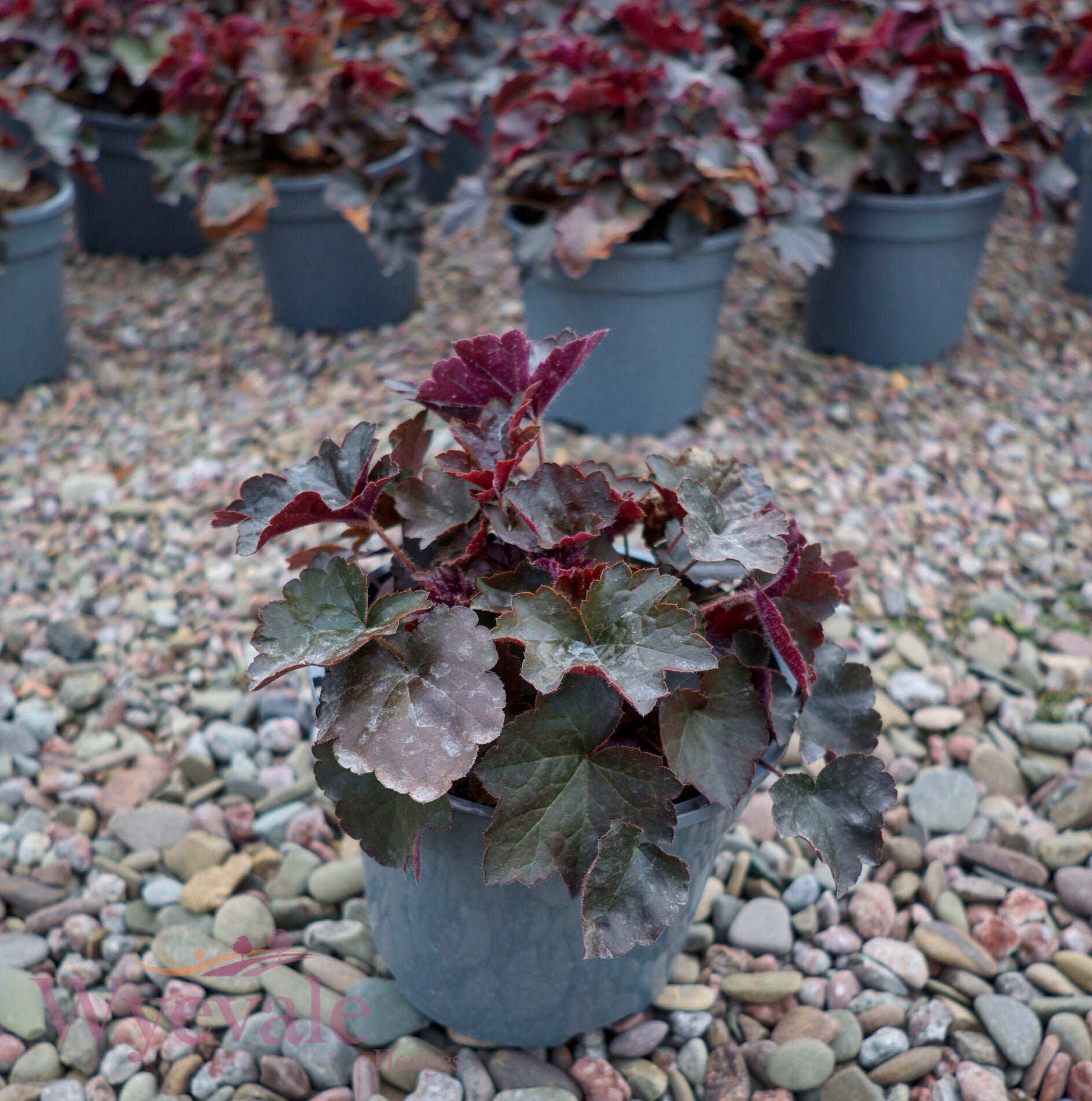 Heuchera micrantha (Coral Bells) 'Palace Purple'