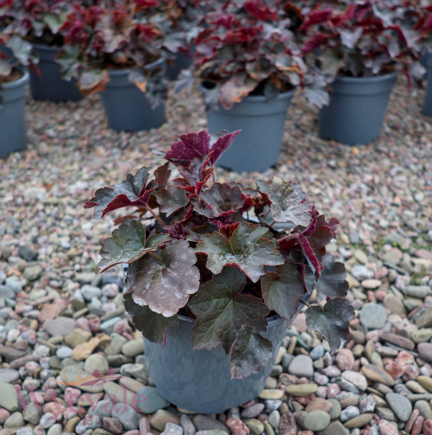 Heuchera micrantha (Coral Bells) 'Palace Purple'