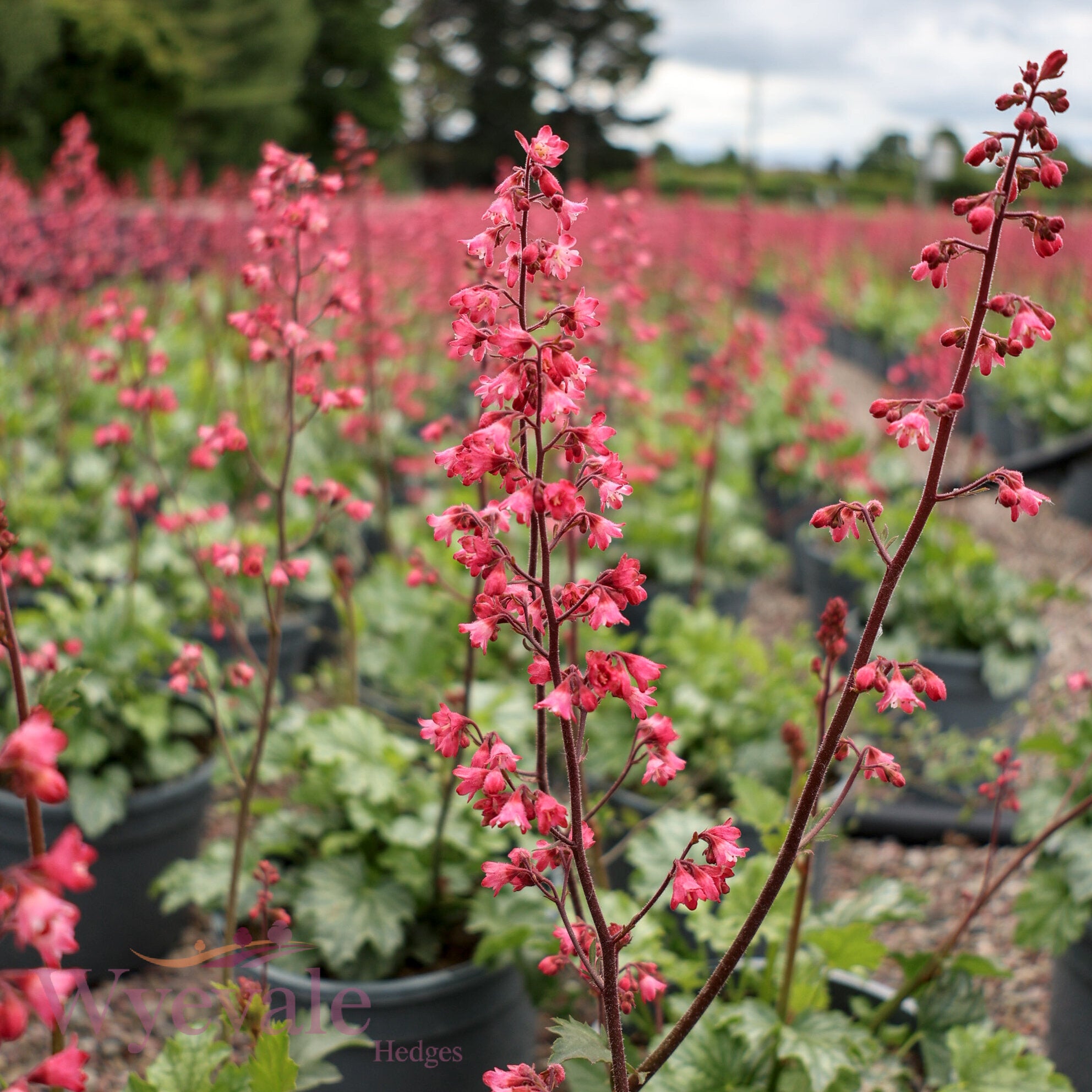 Heuchera (Coral Bells Paris) 'Paris'