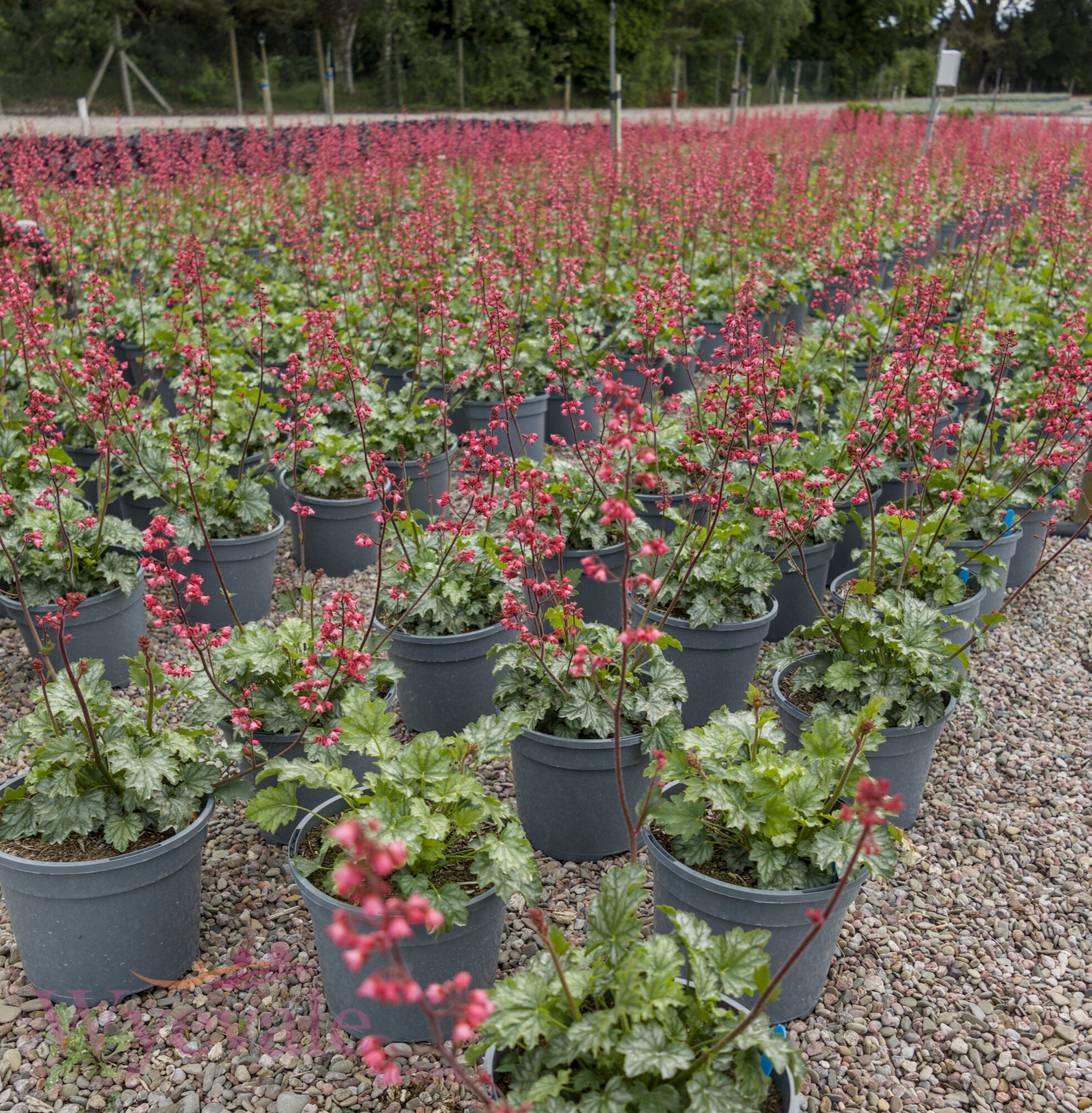 Heuchera (Coral Bells Paris) 'Paris'