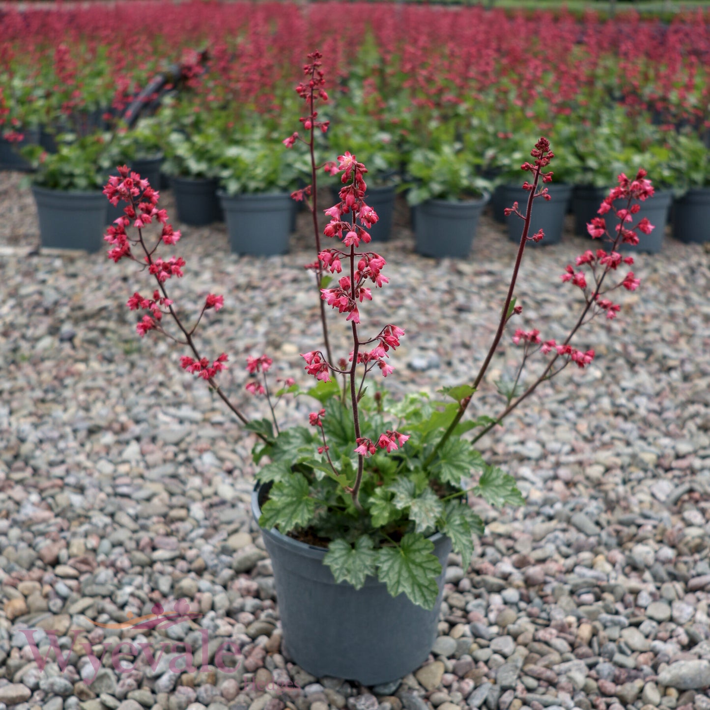 Heuchera (Coral Bells Paris) 'Paris'
