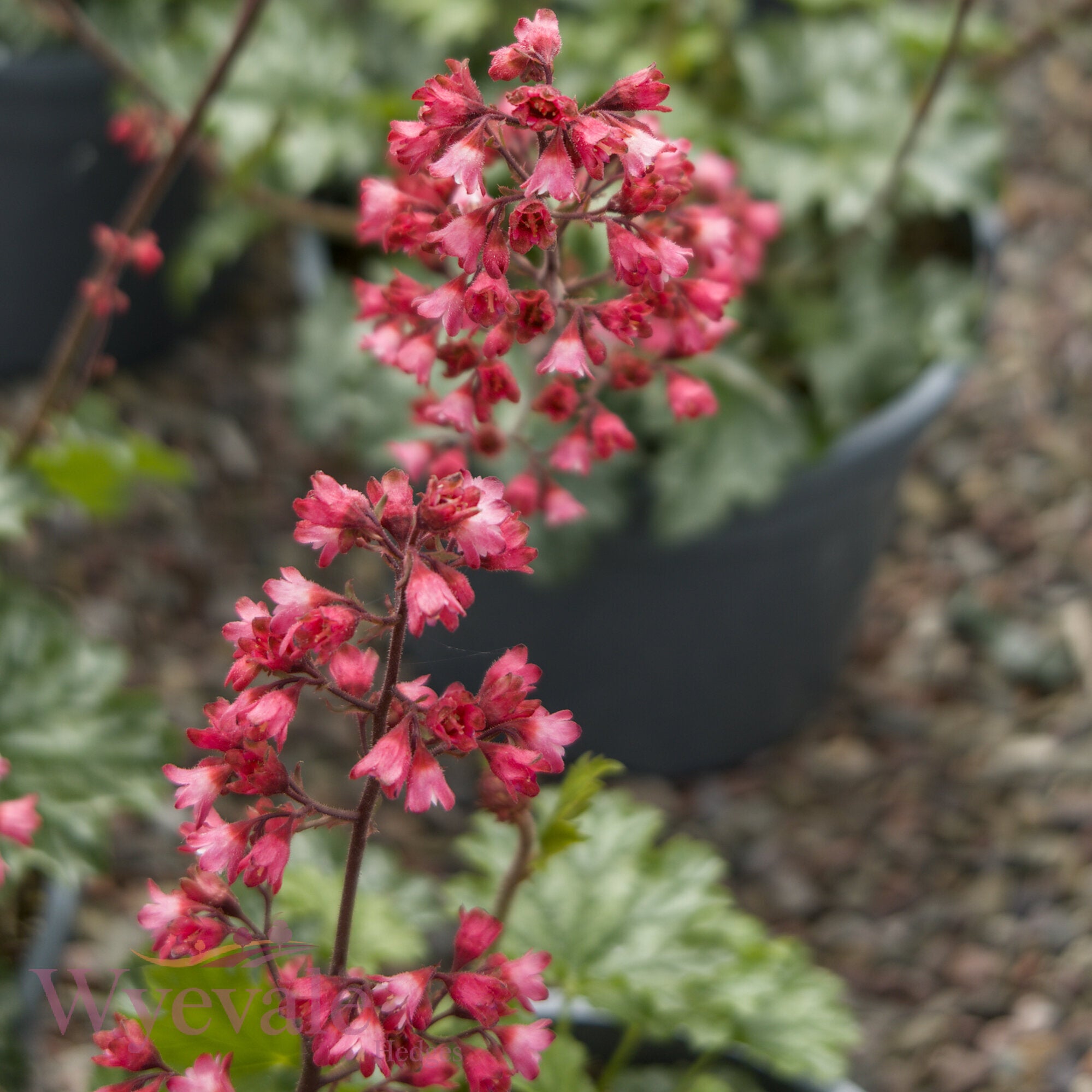 Heuchera (Coral Bells Paris) 'Paris'