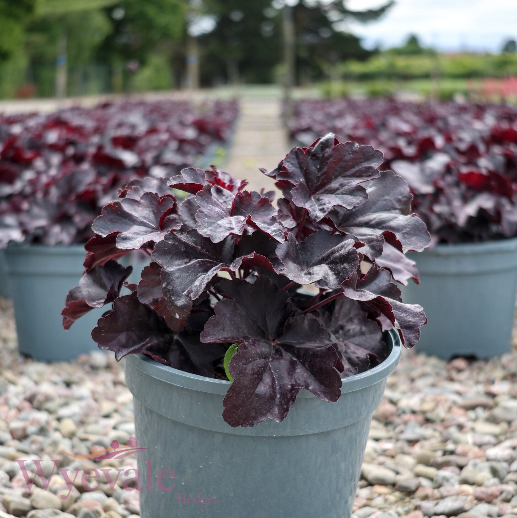 Heuchera (Coral Bells Obsidian) 'Obsidian'