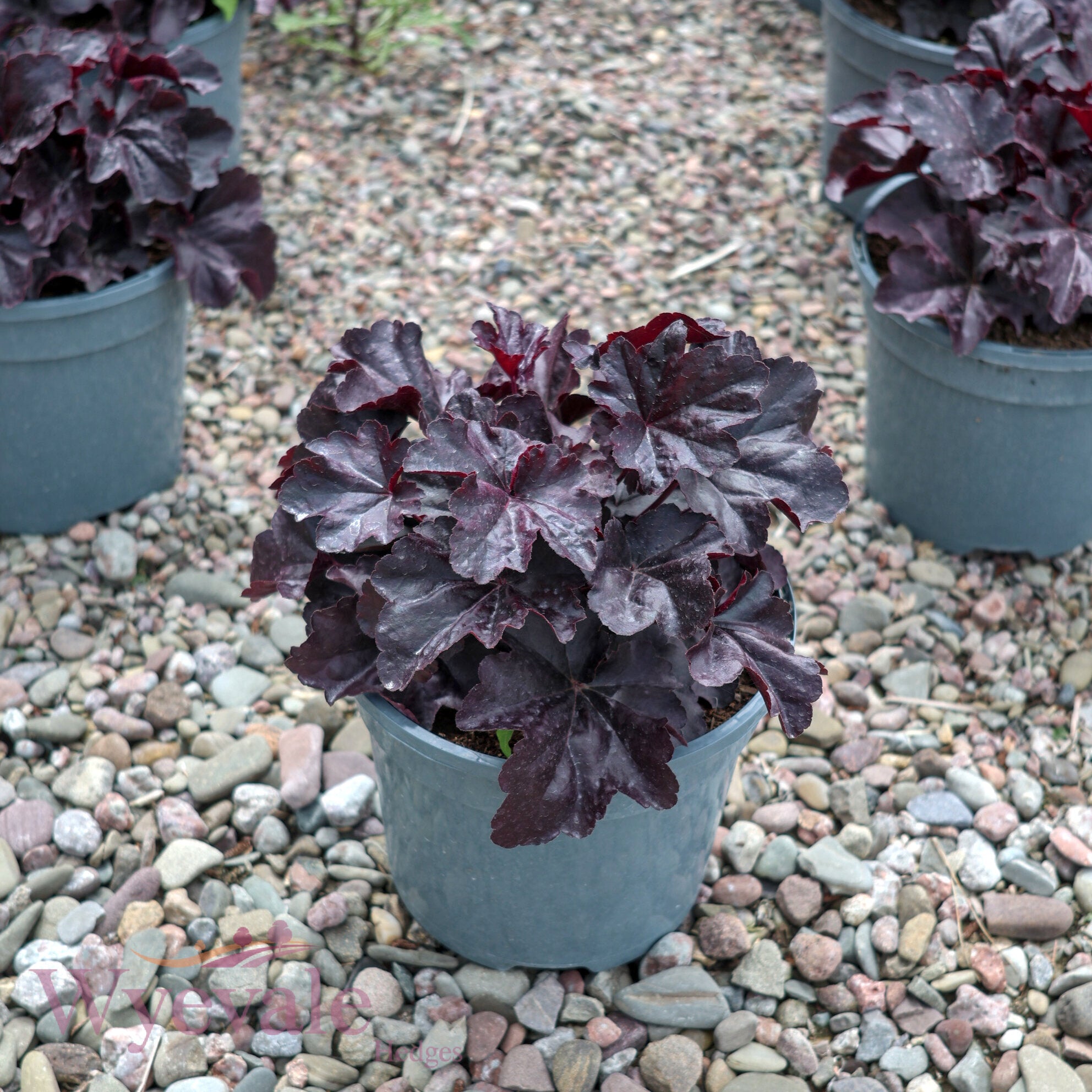 Heuchera (Coral Bells Obsidian) 'Obsidian'