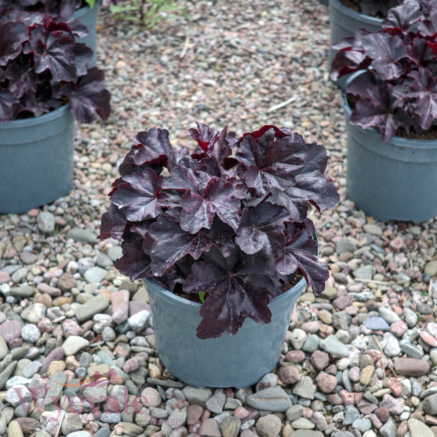 Heuchera (Coral Bells Obsidian) 'Obsidian'