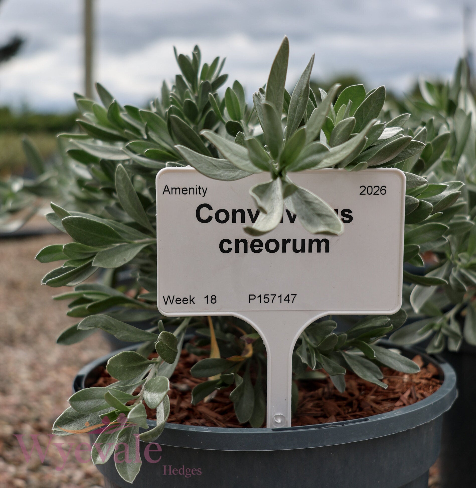 Convolvulus cneorum (Silver Bush)
