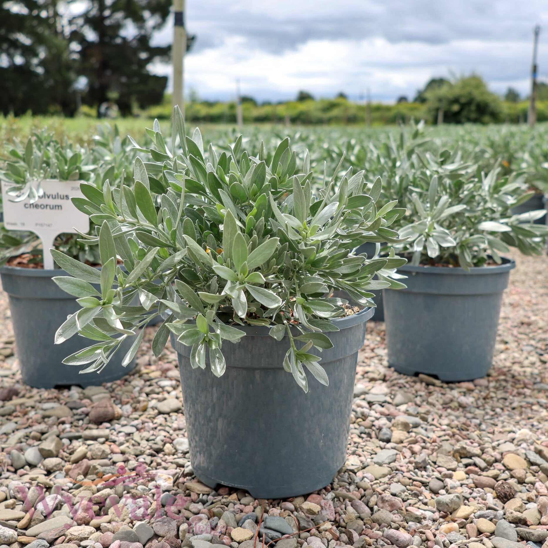 Convolvulus cneorum (Silver Bush)
