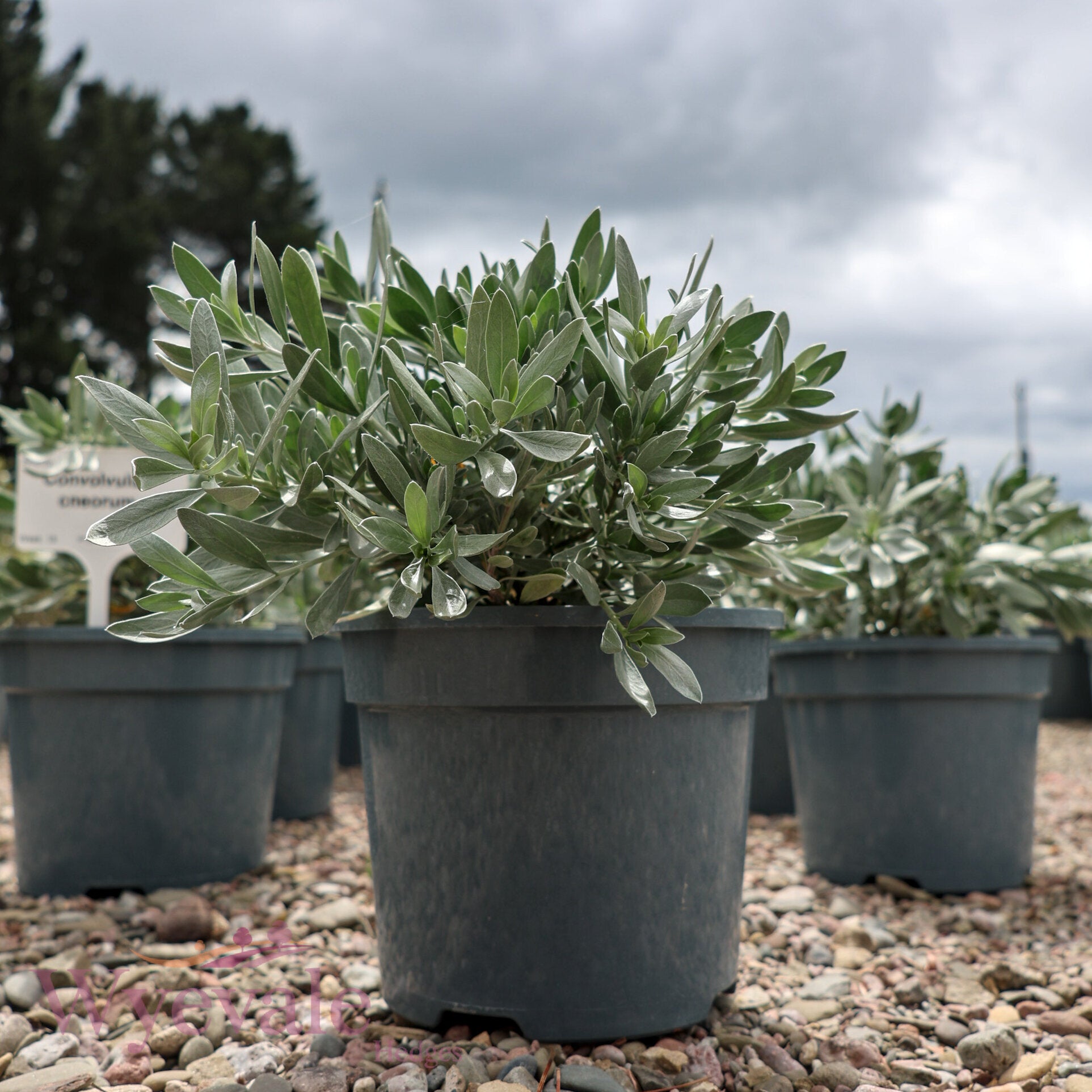 Convolvulus cneorum (Silver Bush)