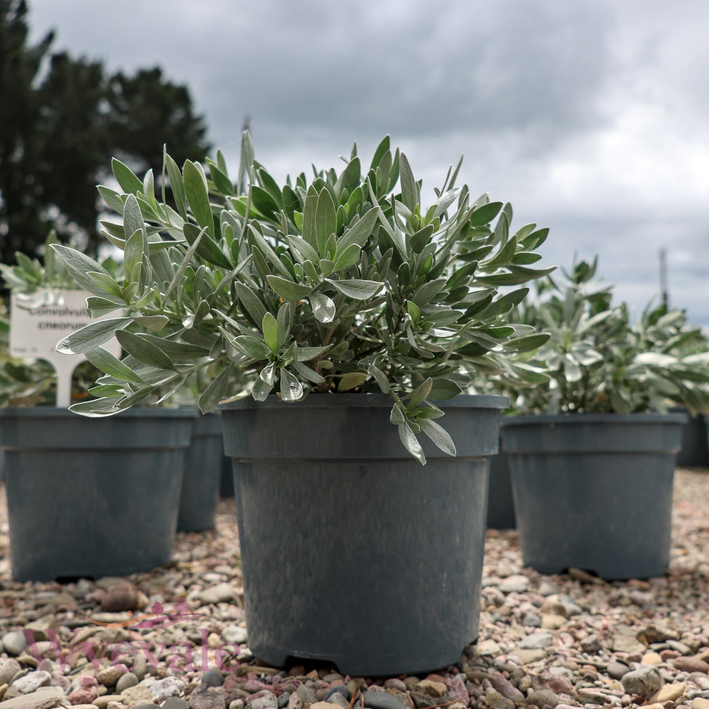 Convolvulus cneorum (Silver Bush)