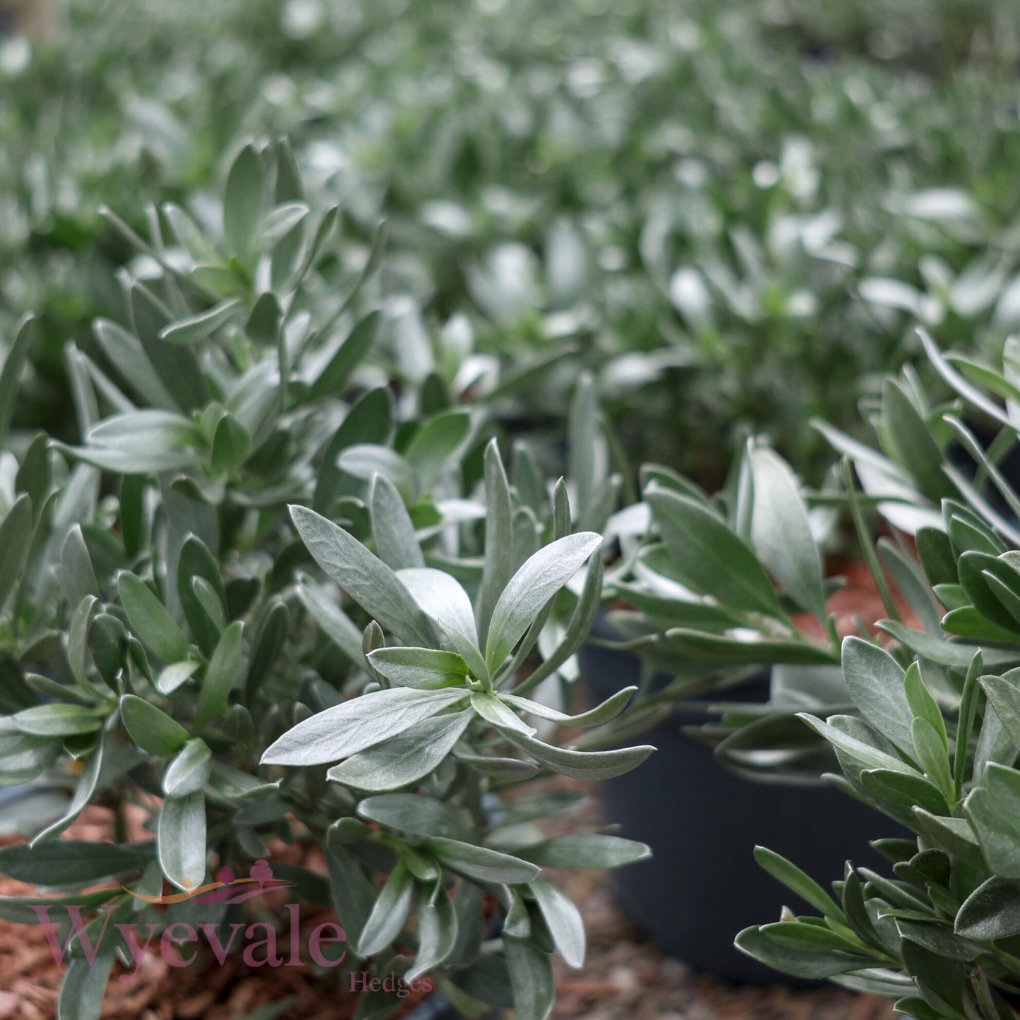 Convolvulus cneorum (Silver Bush)