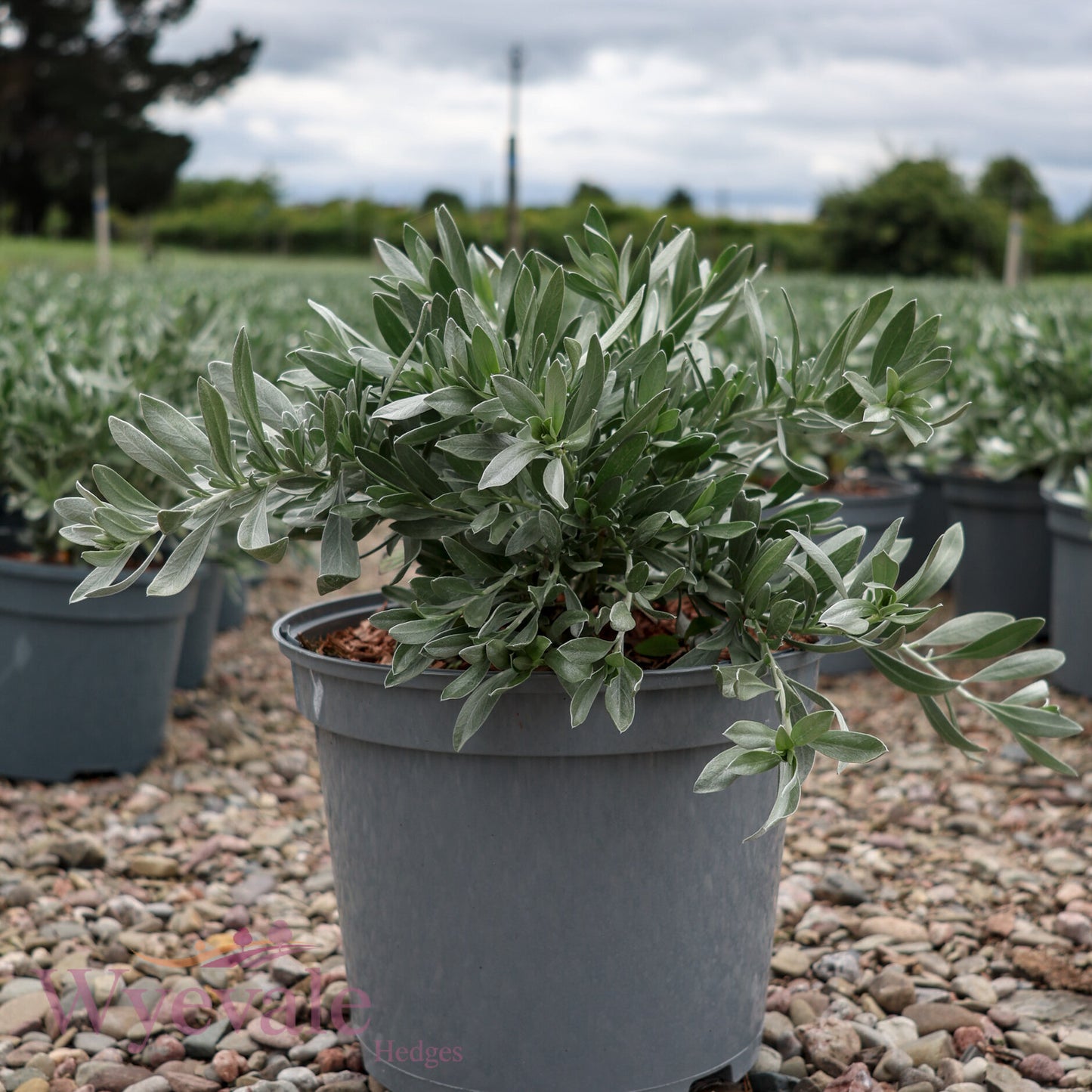 Convolvulus cneorum (Silver Bush)
