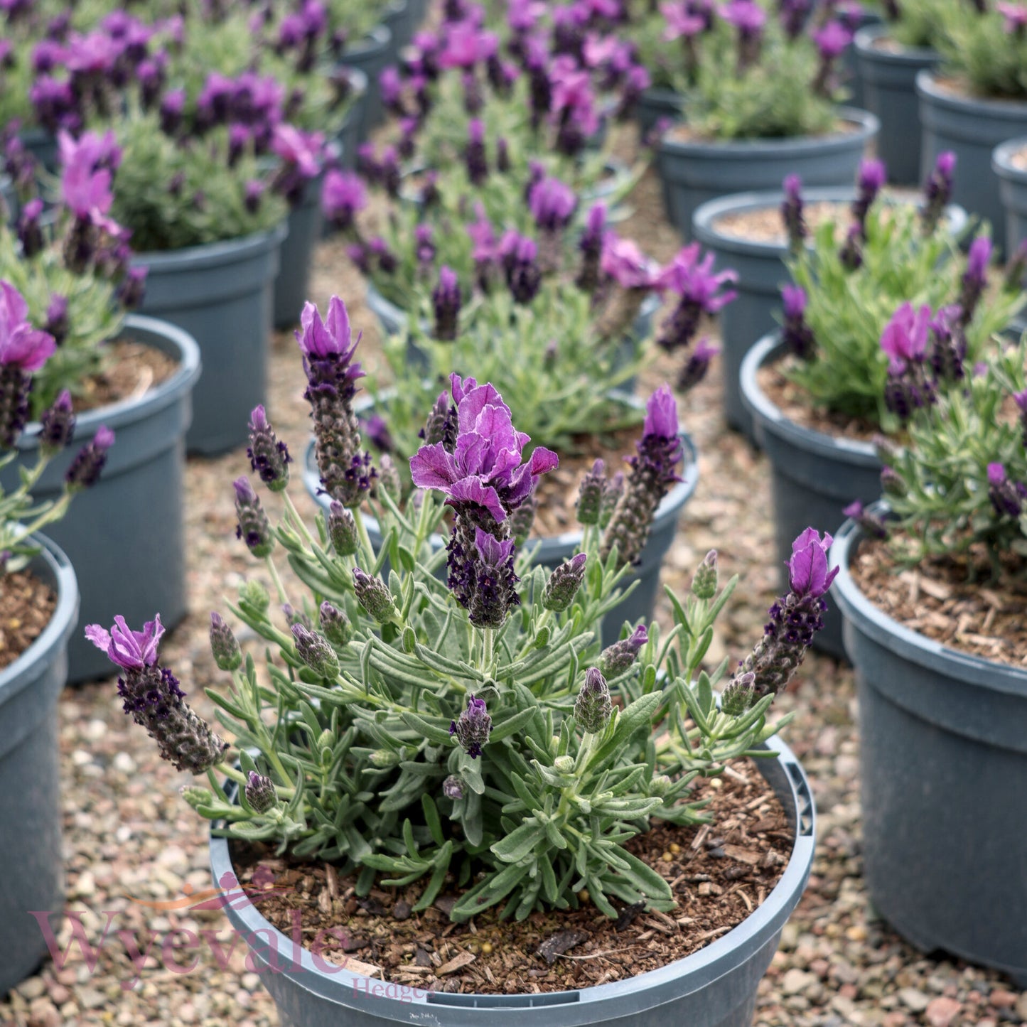 Lavandula stoechas (French Lavender) 'Butterfly Giant Early Summer'