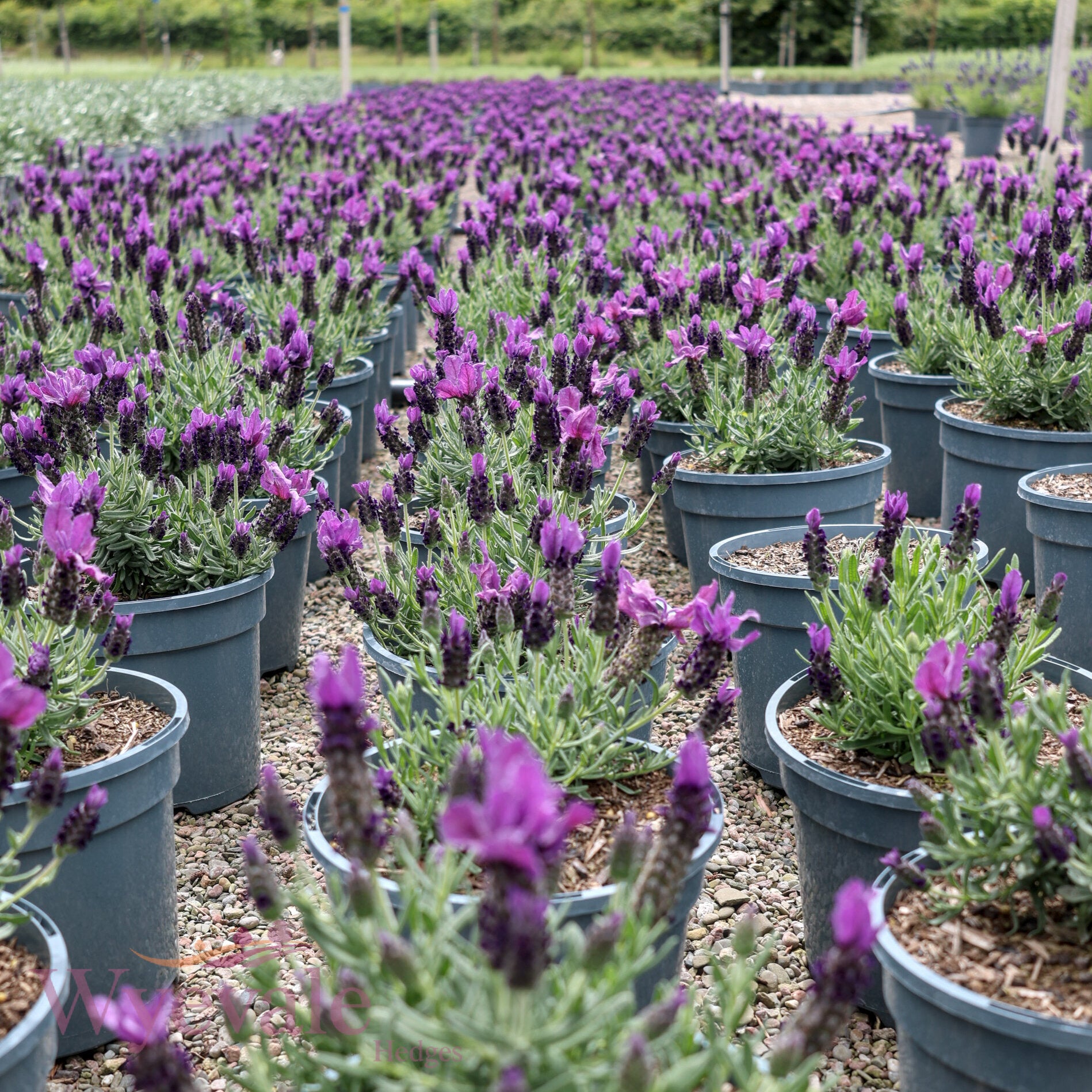 Lavandula stoechas (French Lavender) 'Butterfly Giant Early Summer'