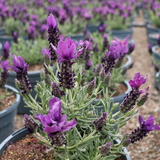 Lavandula stoechas (French Lavender) 'Butterfly Giant Early Summer'