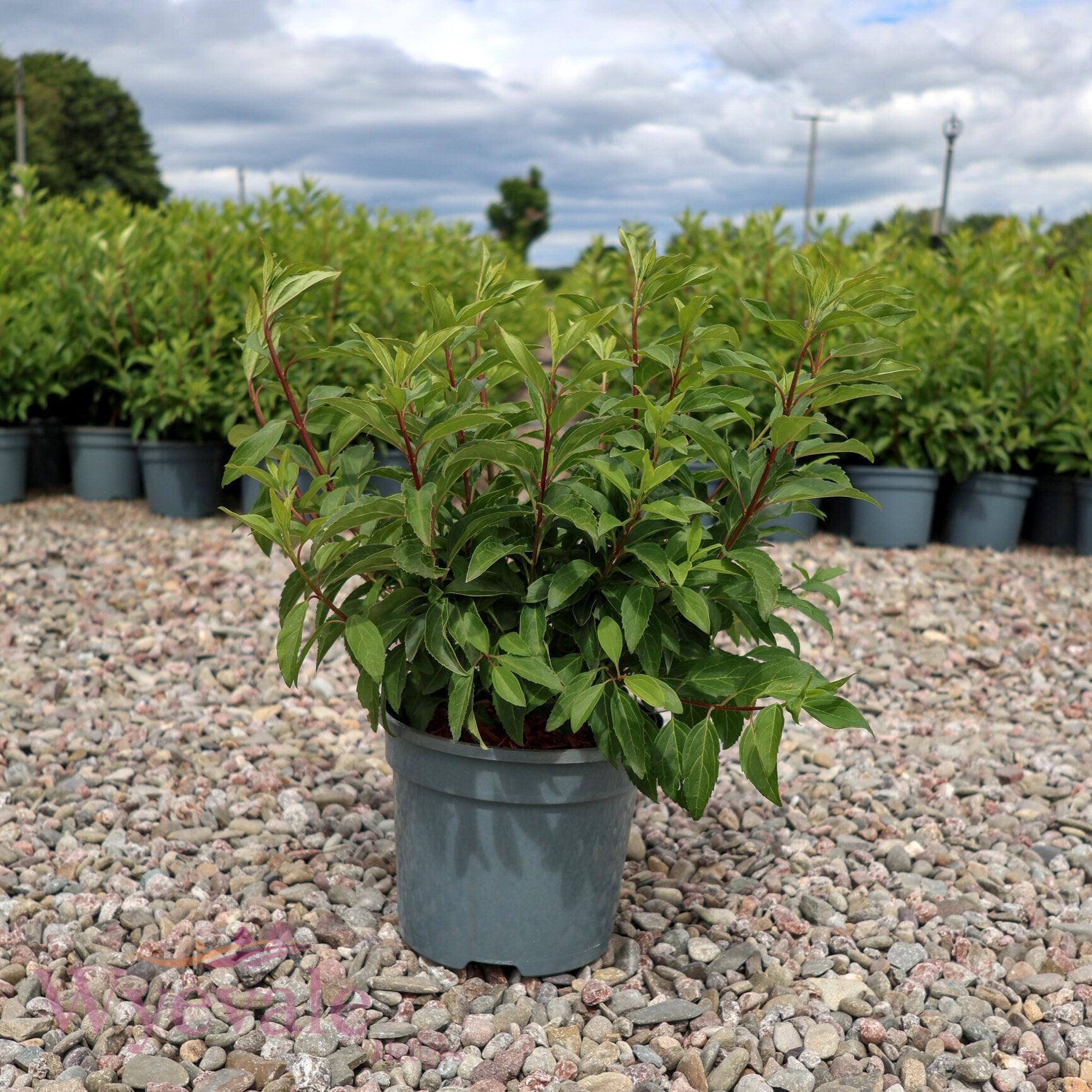 Forsythia x intermedia (Forsythia) 'Week End'