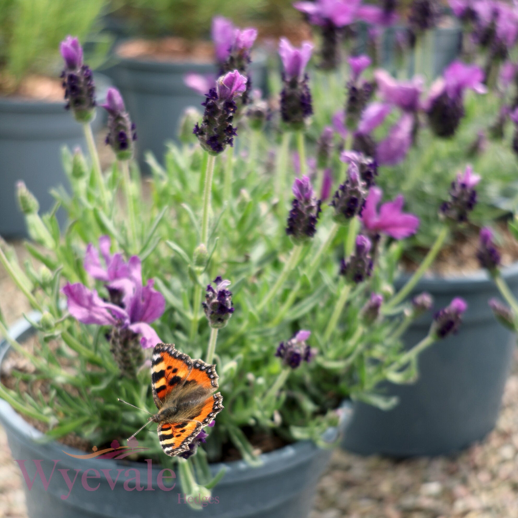 Lavandula stoechas (French Lavender) 'Butterfly Giant Early Summer'