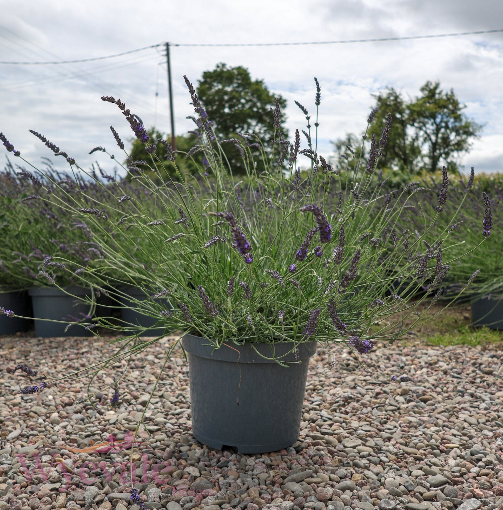Lavandula x intermedia (Lavandin) 'Phenomenal'
