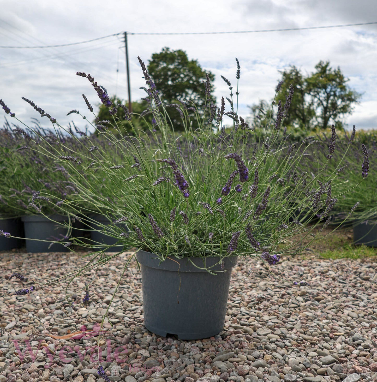 Lavandula x intermedia (Lavandin) 'Phenomenal'