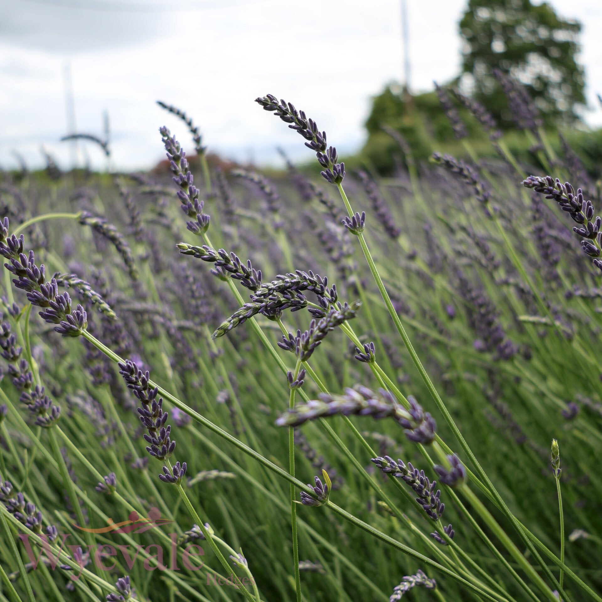 Lavandula x intermedia (Lavandin) 'Phenomenal'