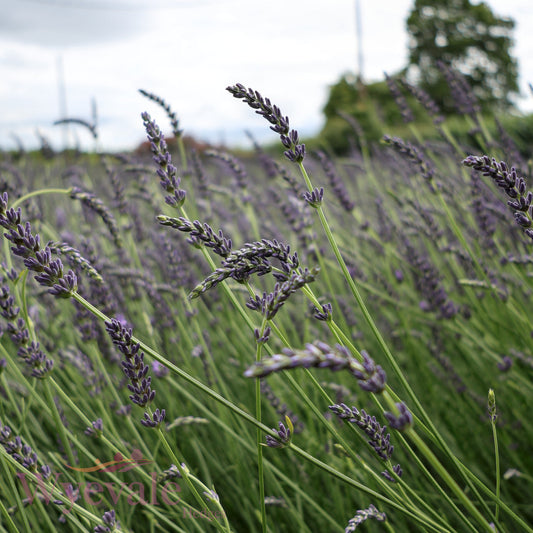 Lavandula x intermedia (Lavandin) 'Phenomenal'