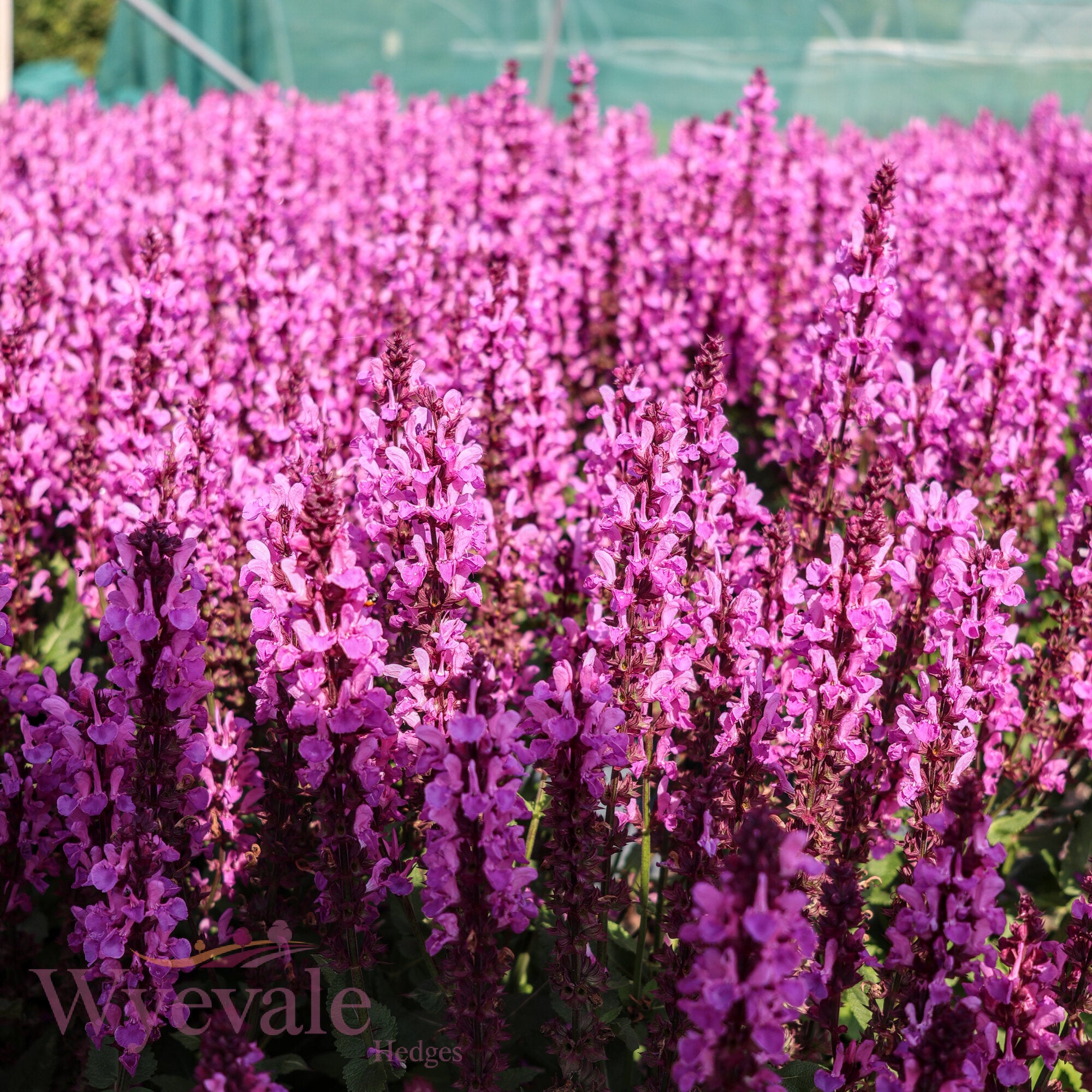 Salvia nemorosa (Woodland Sage) 'Rose Marvel'