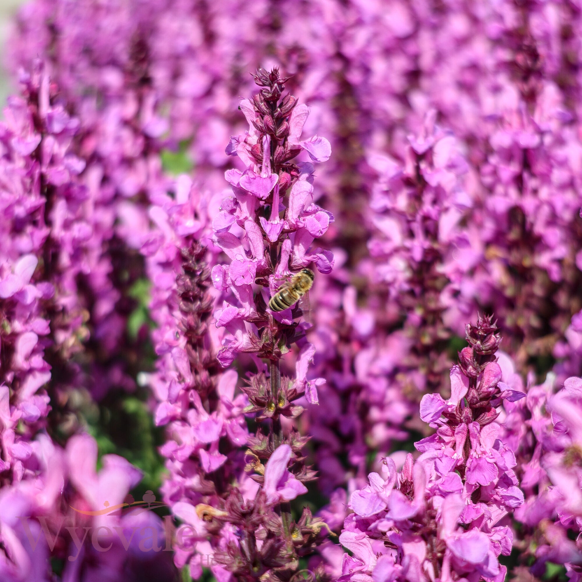 Salvia nemorosa (Woodland Sage) 'Rose Marvel'