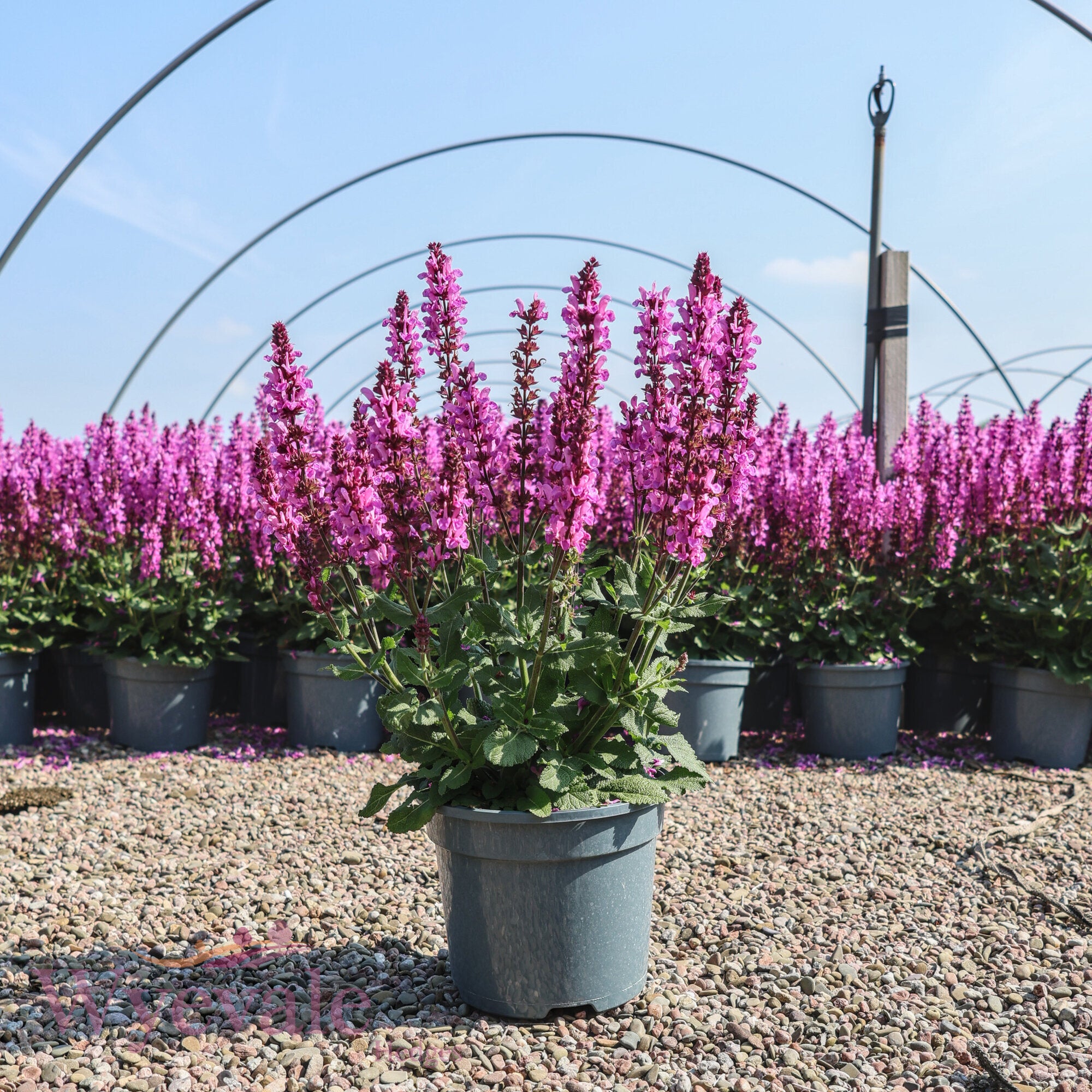 Salvia nemorosa (Woodland Sage) 'Rose Marvel'