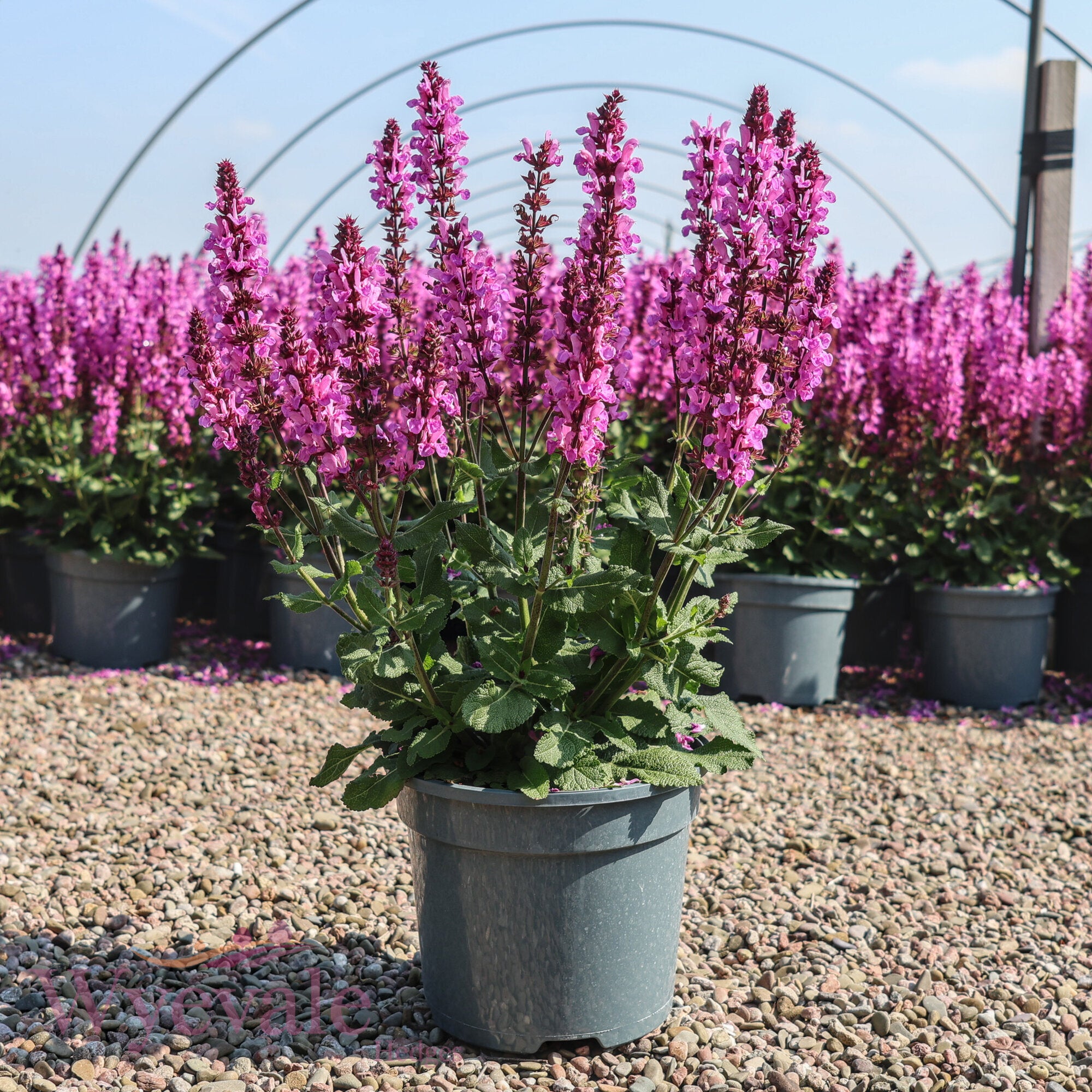 Salvia nemorosa (Woodland Sage) 'Rose Marvel'