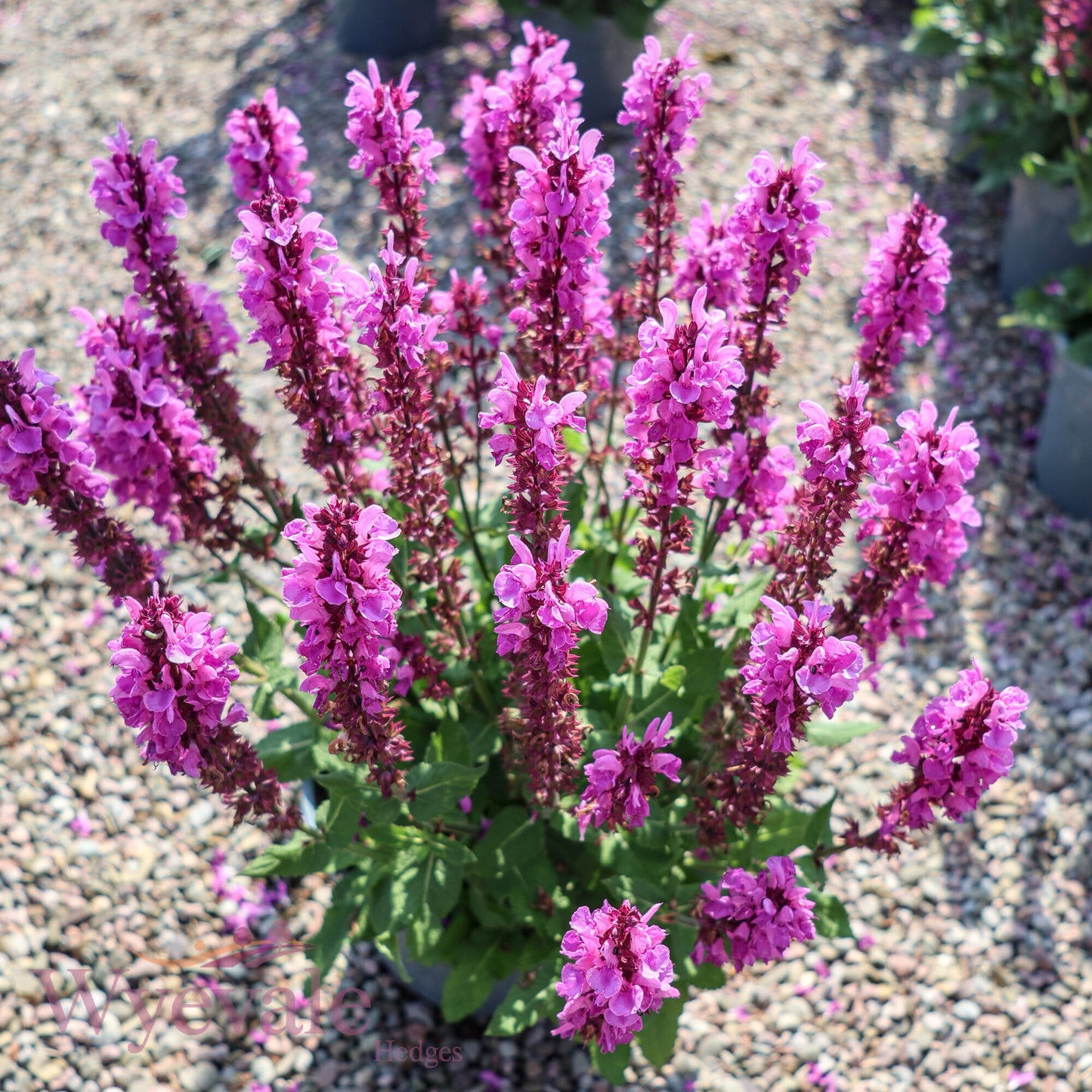 Salvia nemorosa (Woodland Sage) 'Rose Marvel'