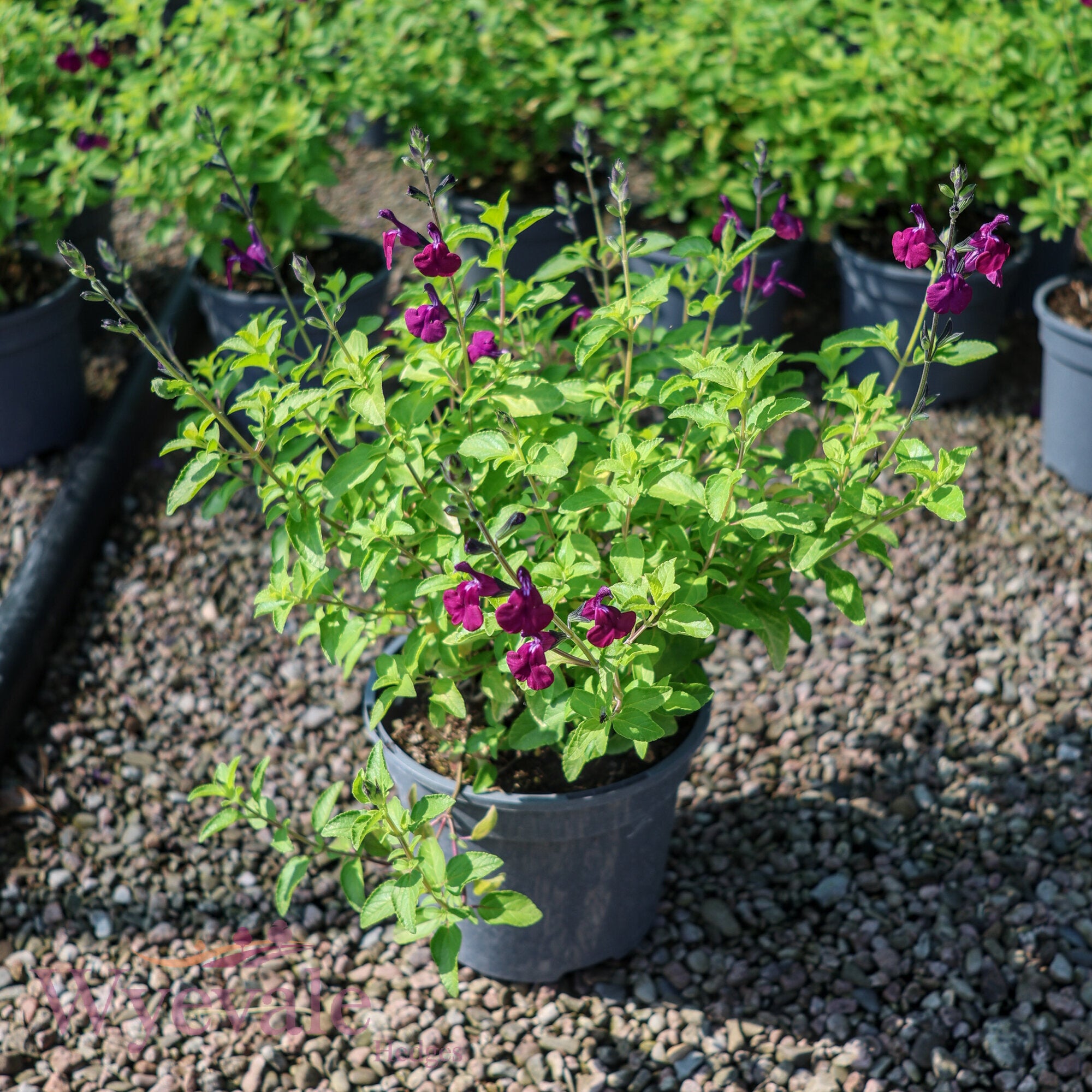Salvia (Sage) 'Golden Rosiene'