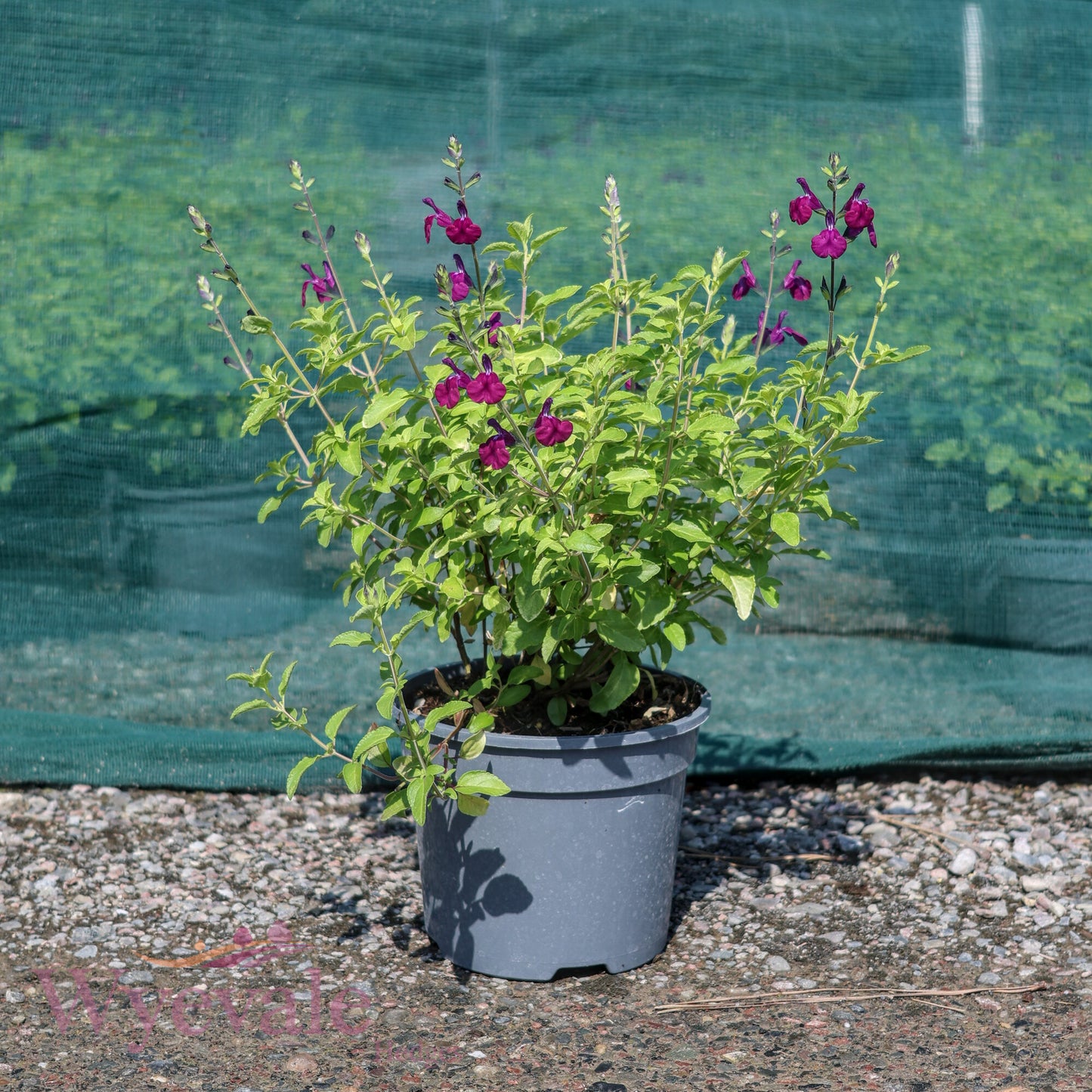 Salvia (Sage) 'Golden Rosiene'