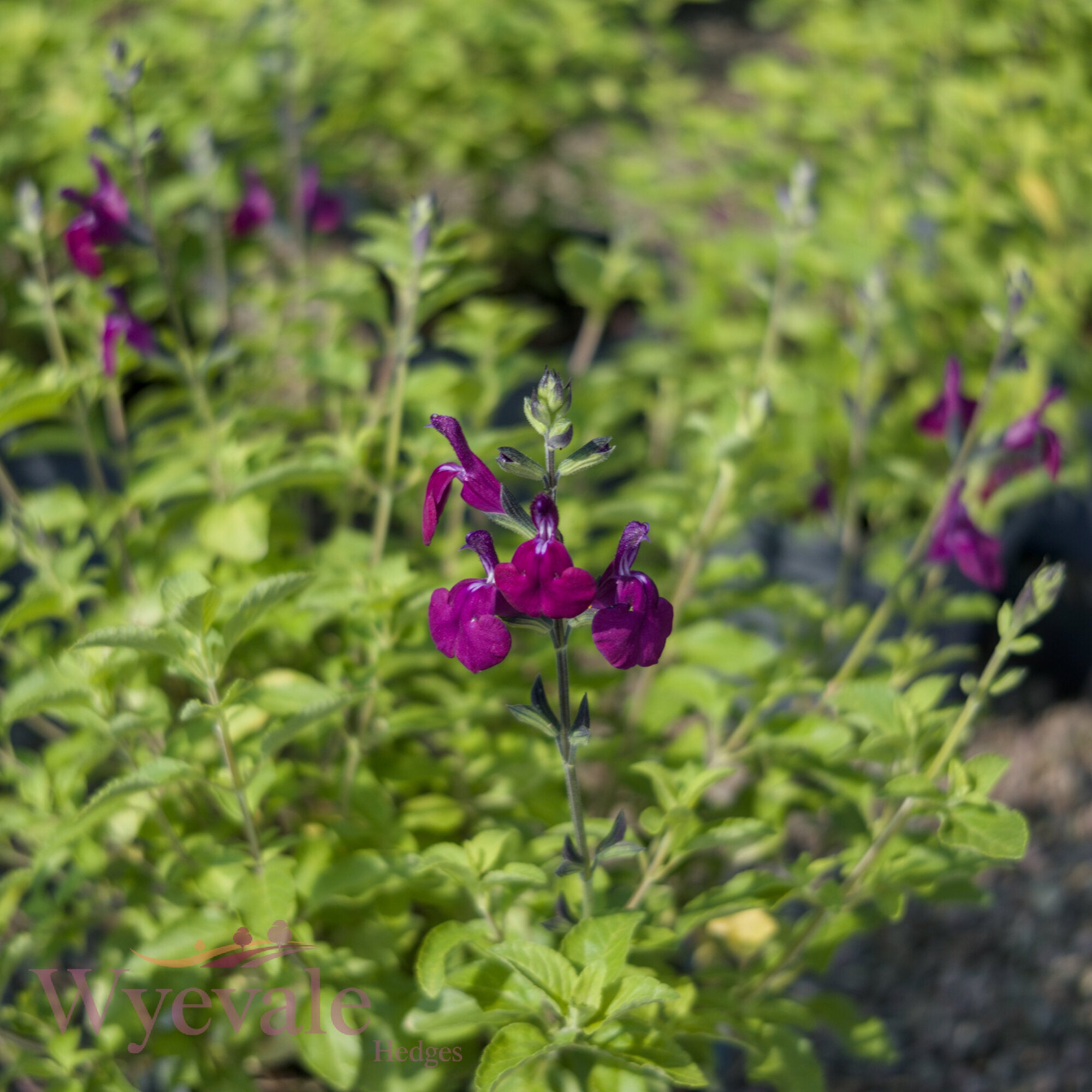 Salvia (Sage) 'Golden Rosiene'