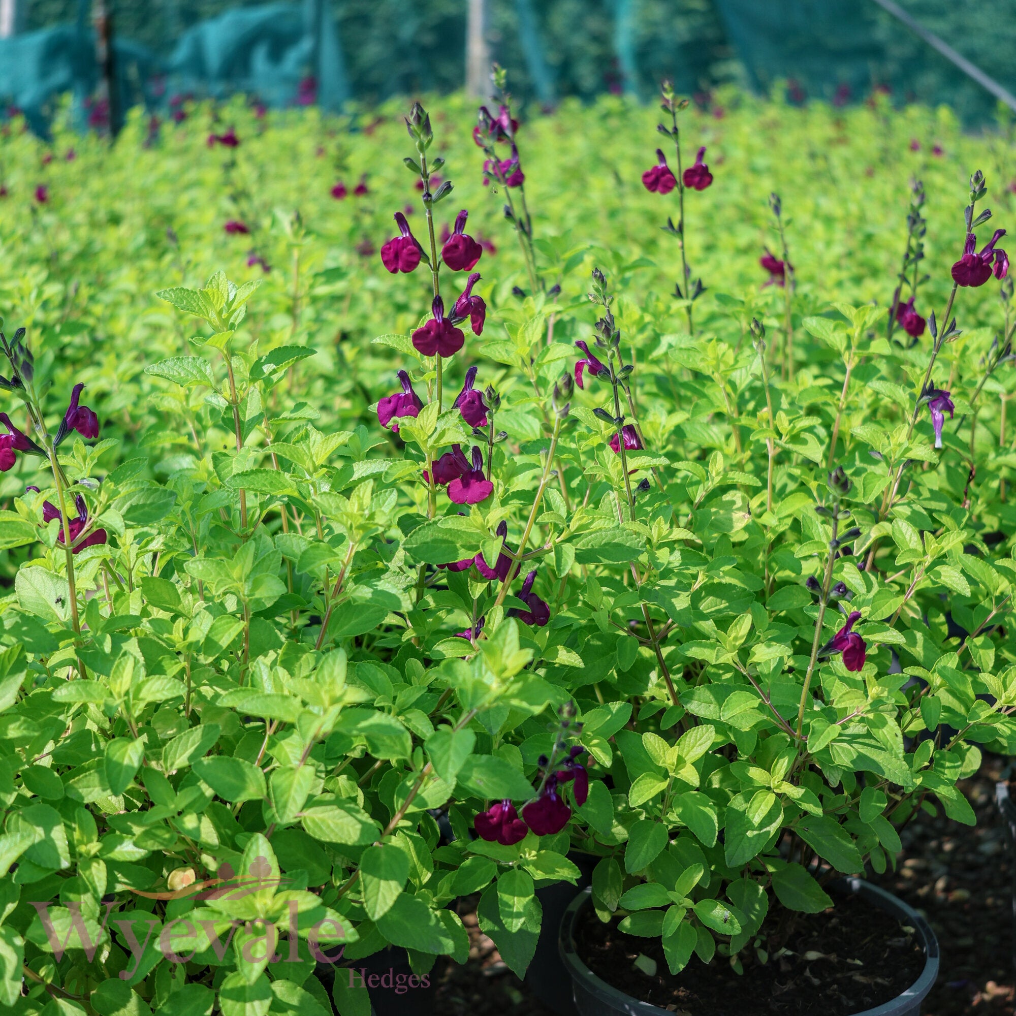 Salvia (Sage) 'Golden Rosiene'