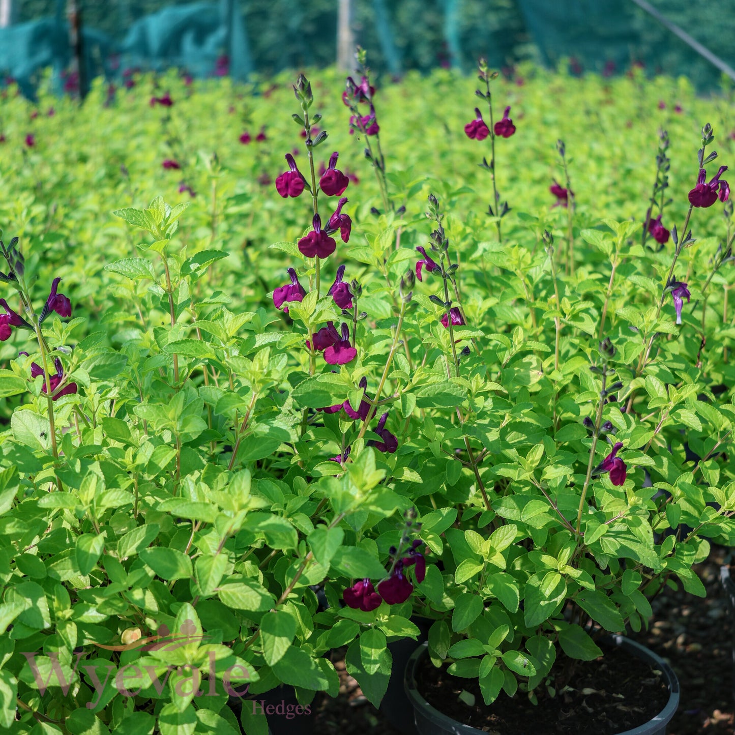 Salvia (Sage) 'Golden Rosiene'