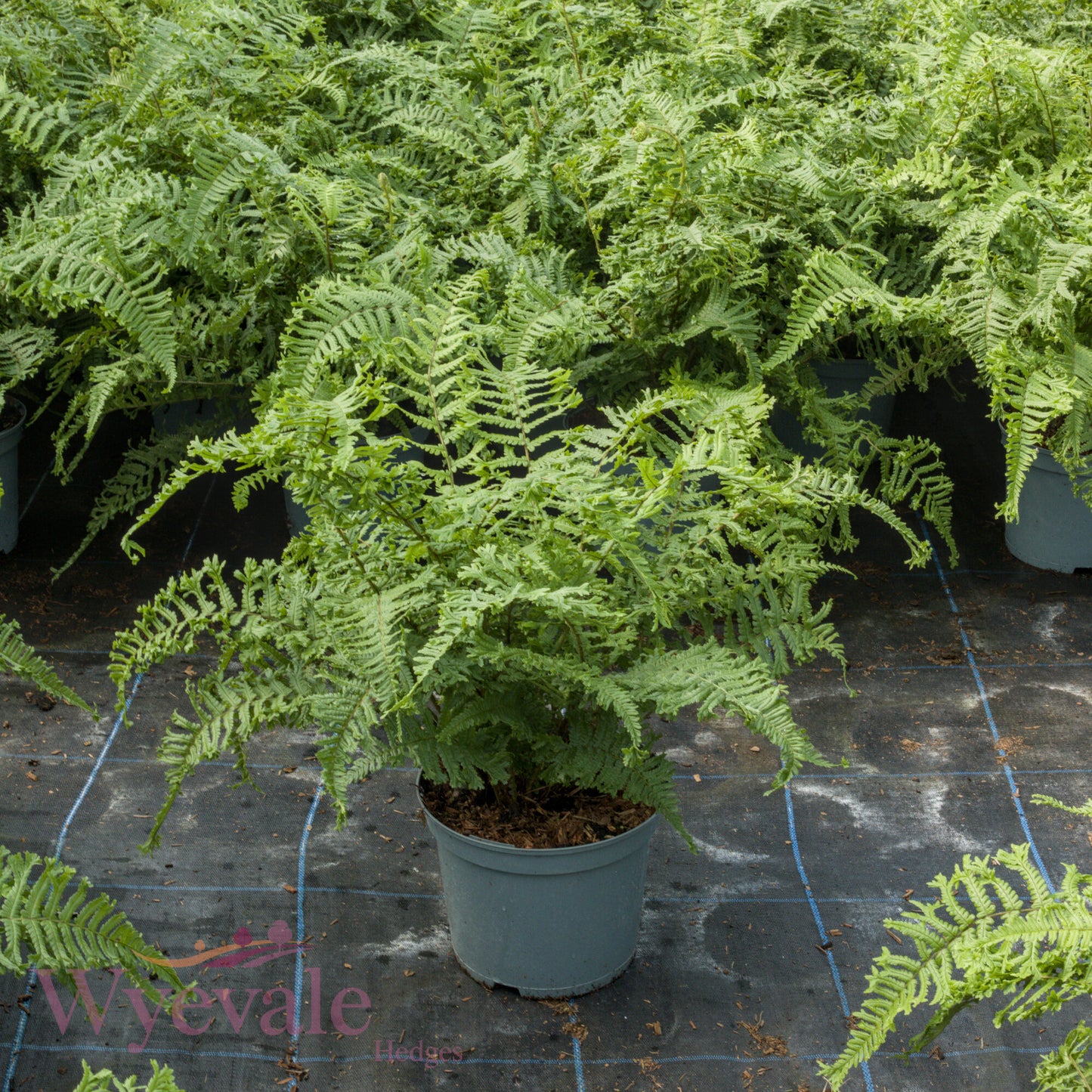 Dryopteris affinis (Golden-scaled male fern) 'Cristata'