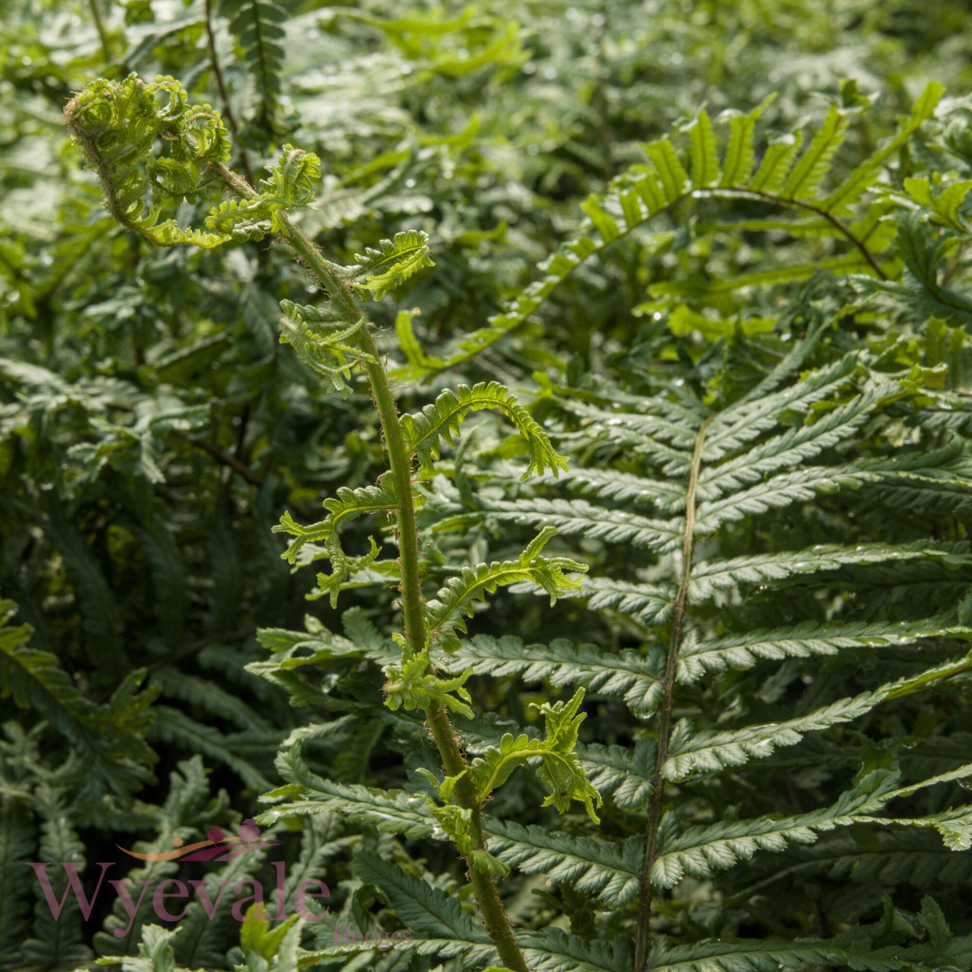 Dryopteris affinis (Golden-scaled male fern) 'Cristata'