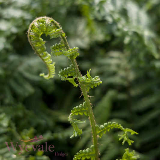 Dryopteris affinis (Golden-scaled male fern) 'Cristata'