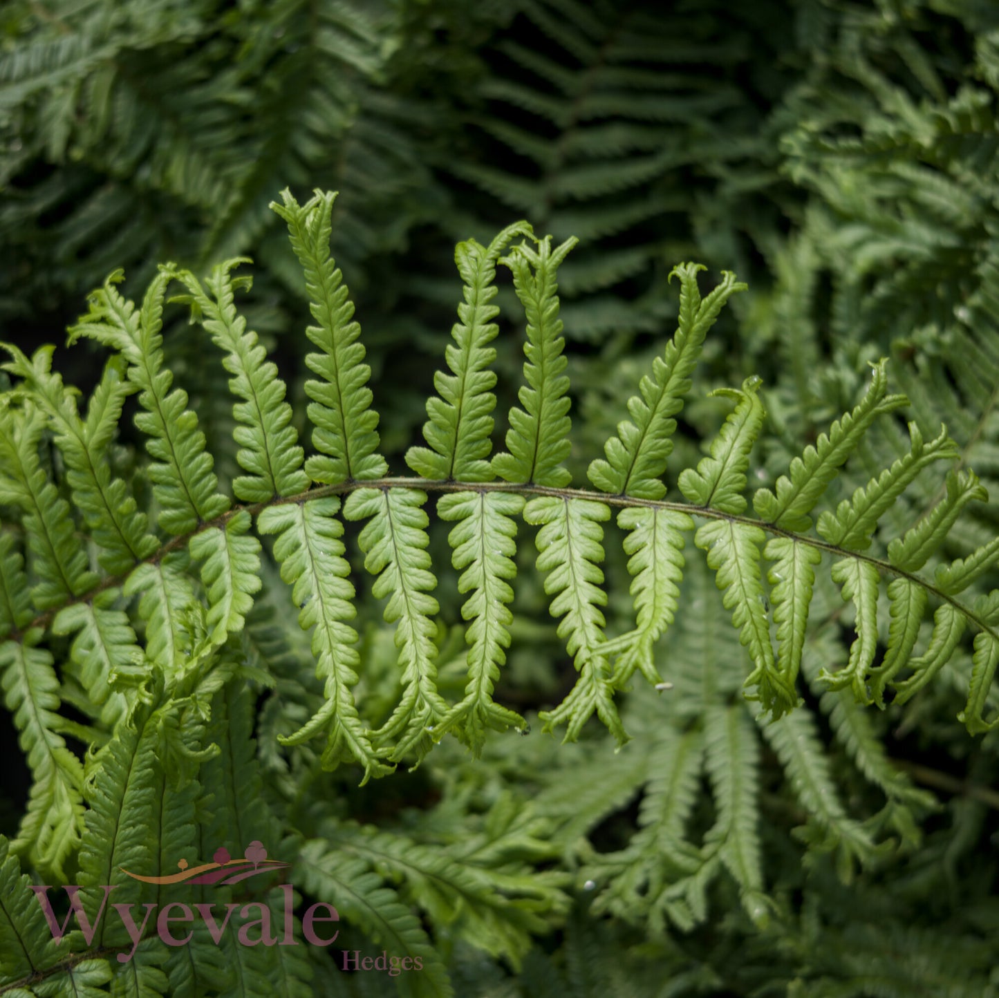 Dryopteris affinis (Golden-scaled male fern) 'Cristata'