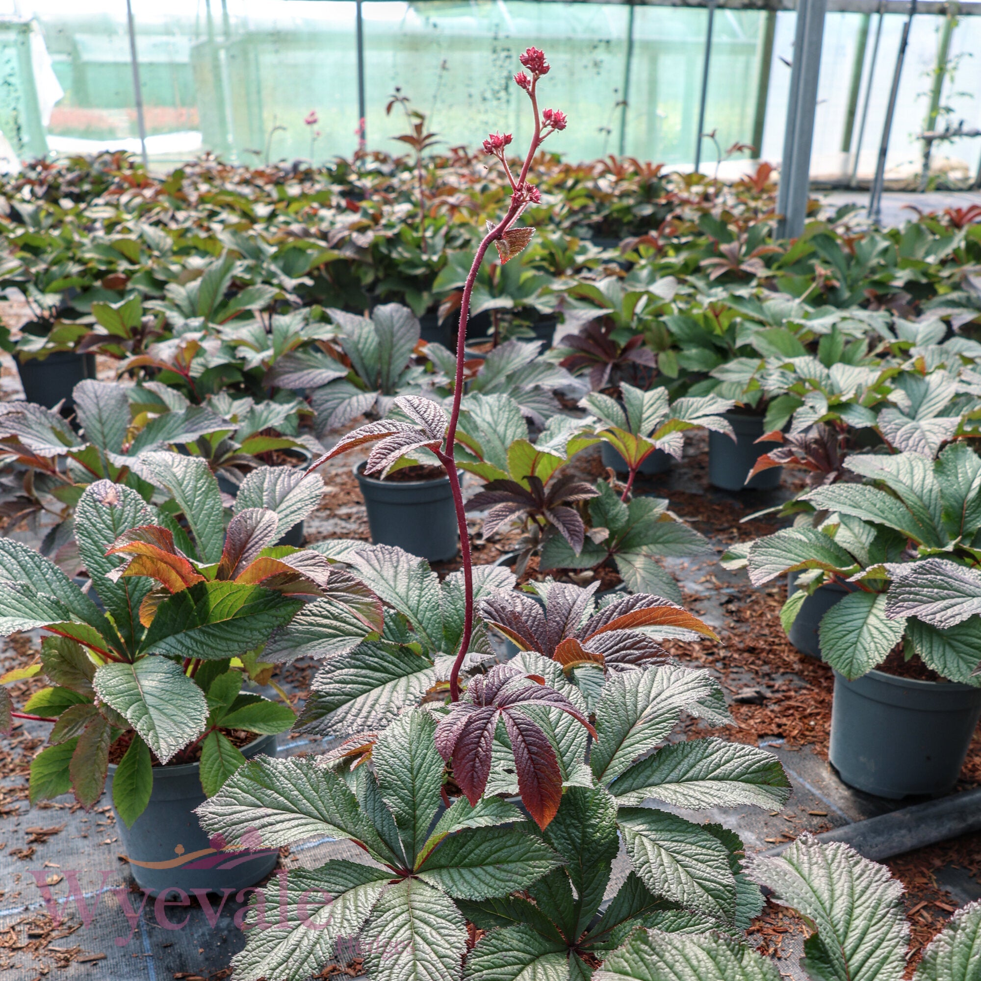 Rodgersia 'Bronze Peacock'