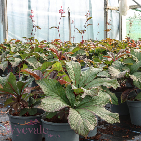 Rodgersia 'Bronze Peacock'