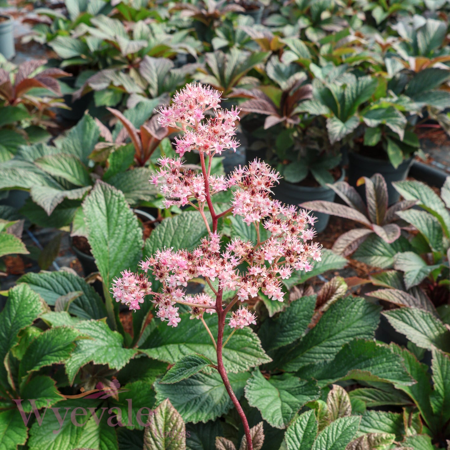 Rodgersia 'Bronze Peacock'