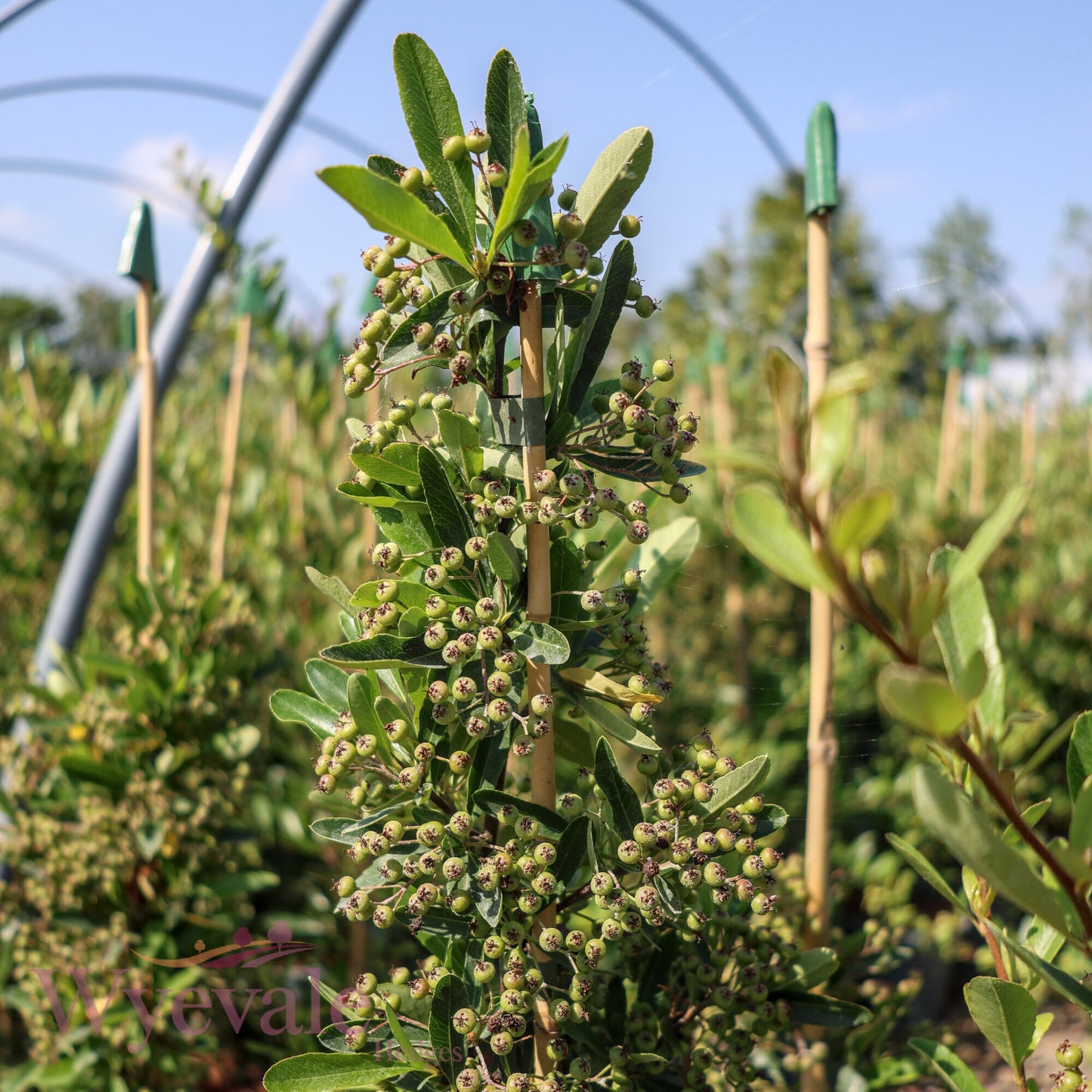 Pyracantha coccinea (Firethorn) 'Red Star'