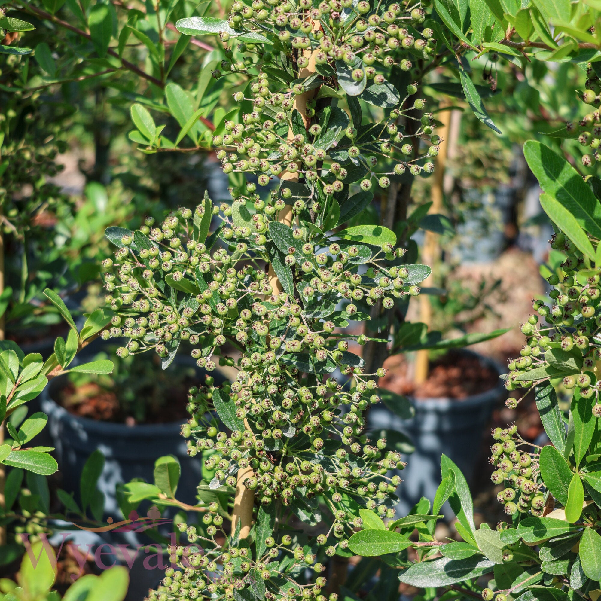 Pyracantha coccinea (Firethorn) 'Red Star'