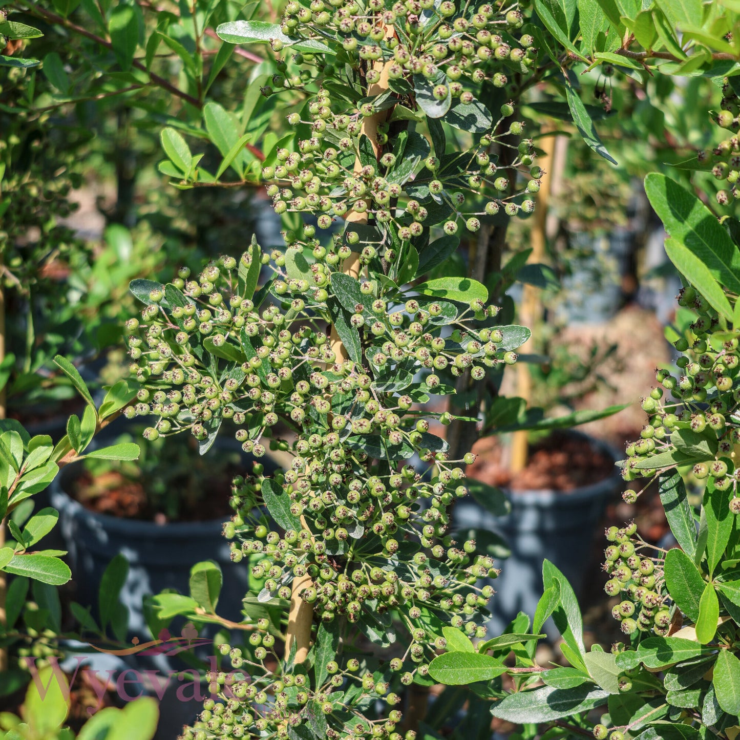 Pyracantha coccinea (Firethorn) 'Red Star'