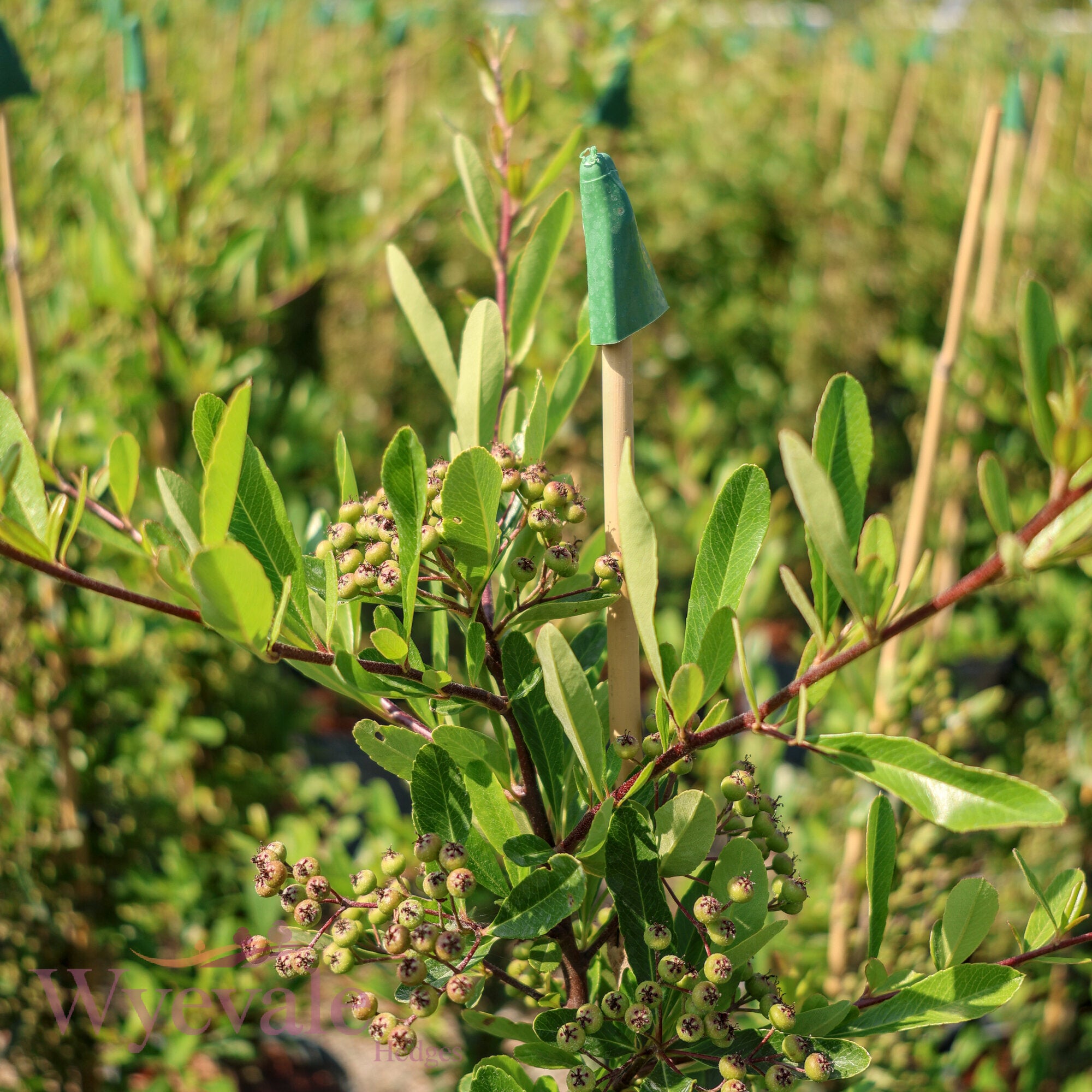 Pyracantha coccinea (Firethorn) 'Red Star'