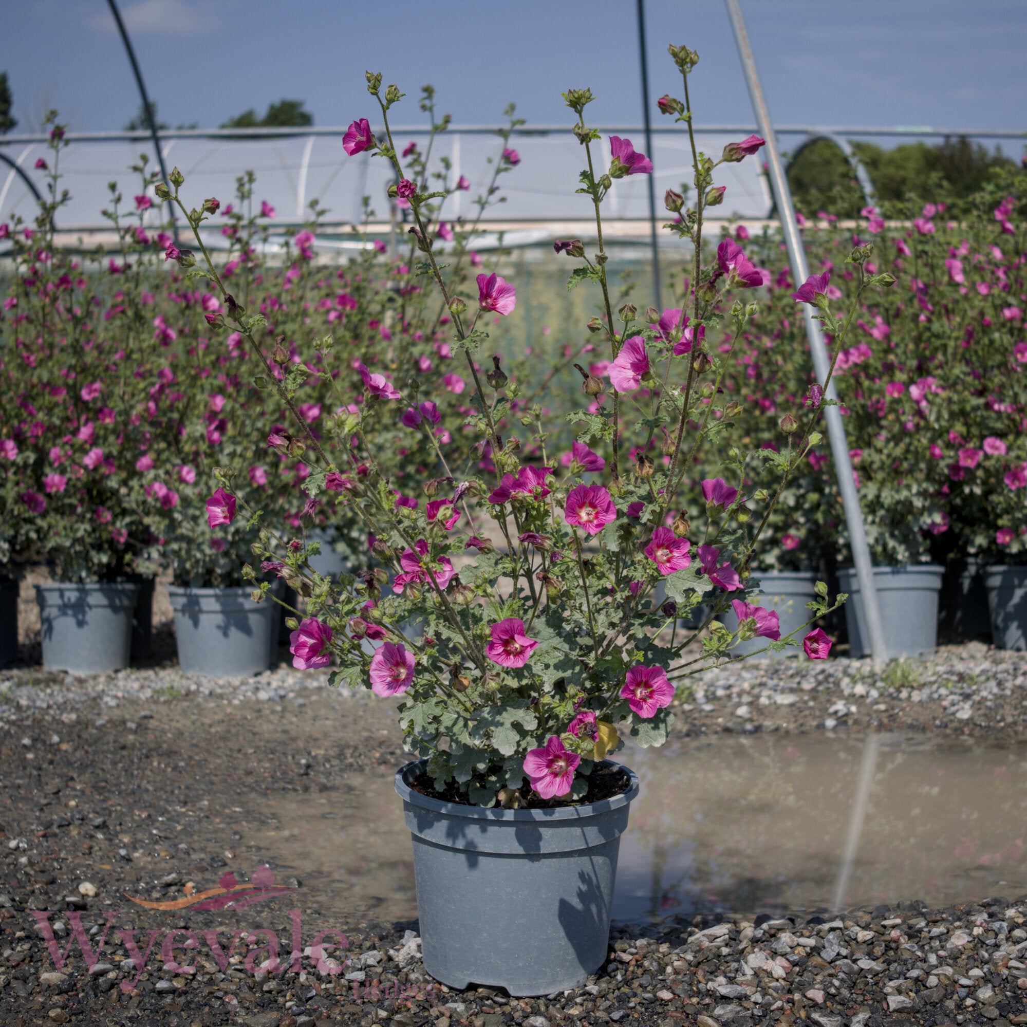Anisodontea capensis (African mallow) 'Elegans Princess'