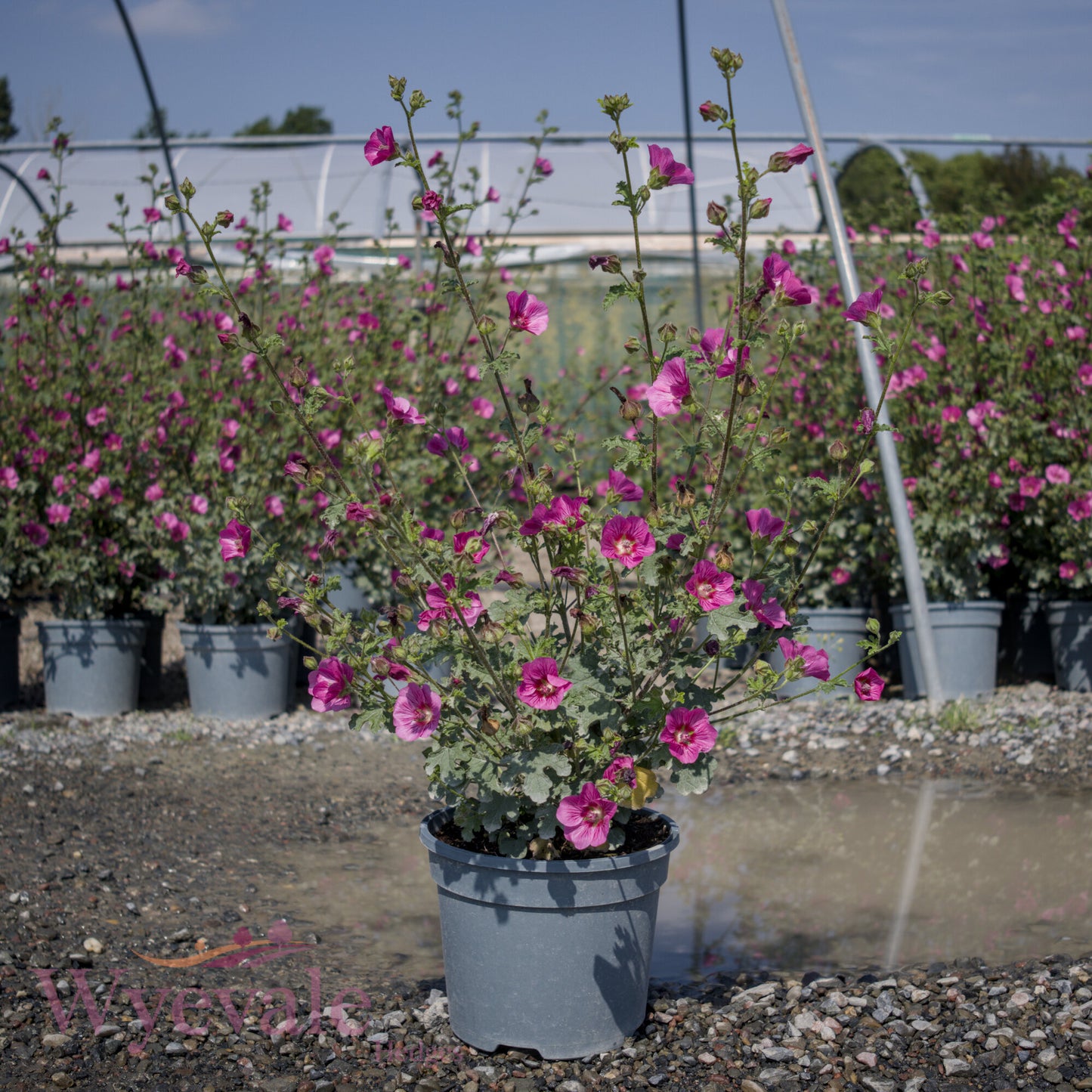 Anisodontea capensis (African mallow) 'Elegans Princess'